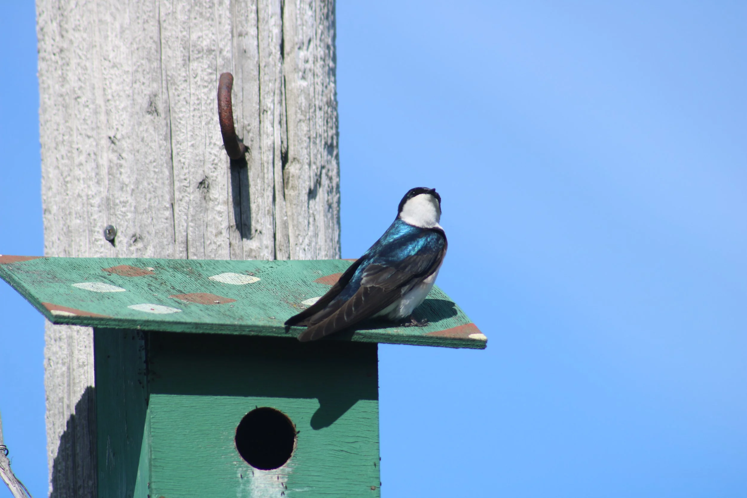 IMG_2172.JPG