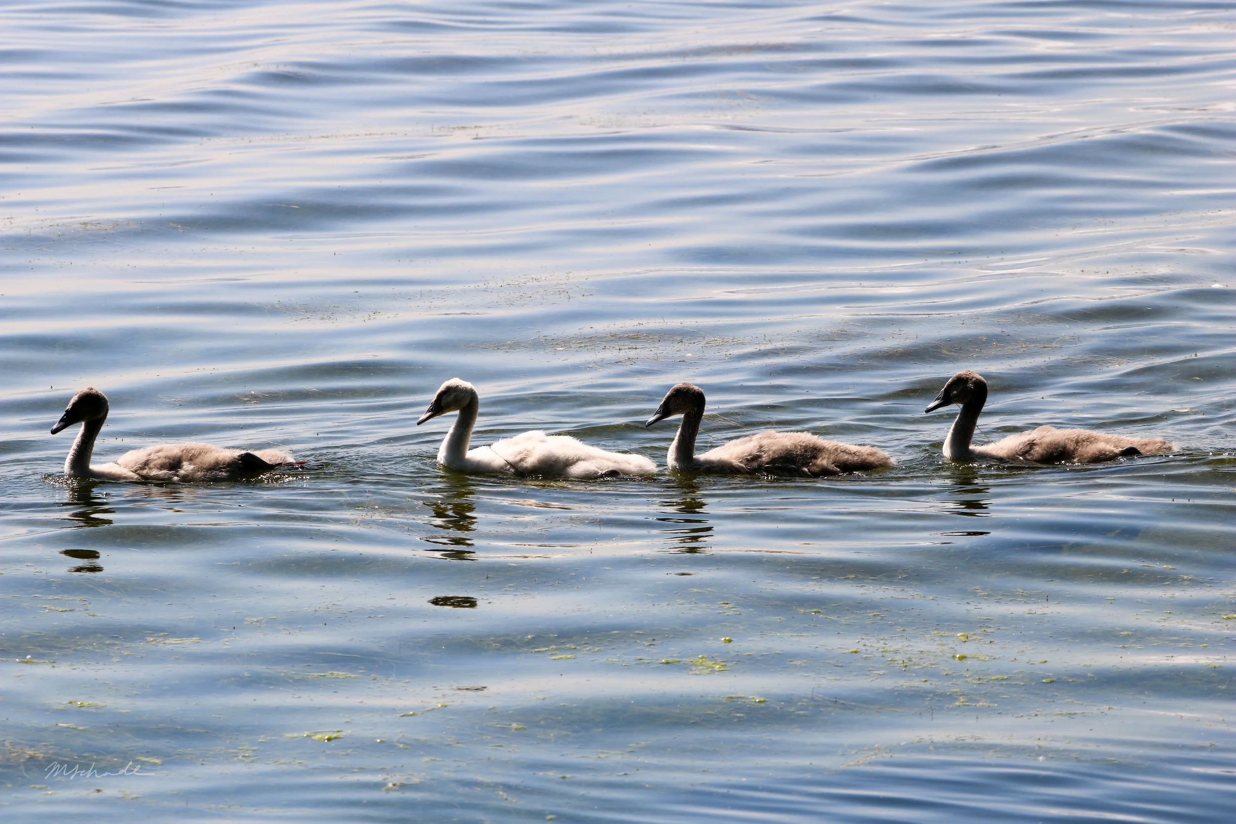 Burlington, ON, 2026-07-12