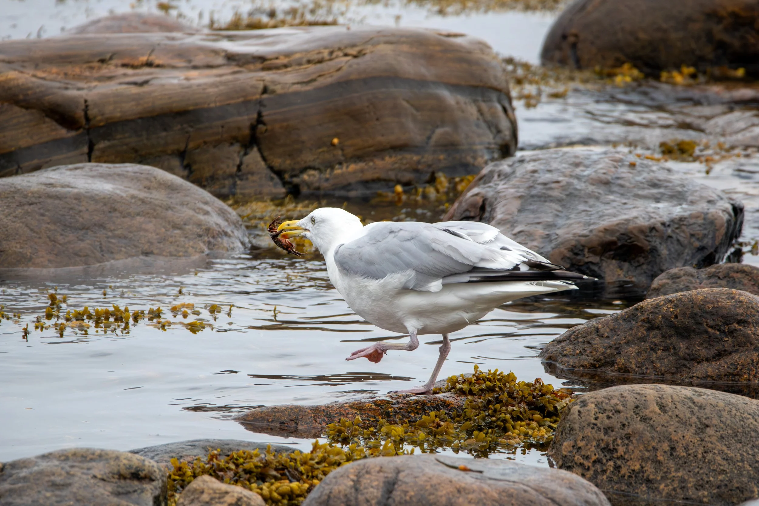 Gros Morne National Park, NL, 2026-08-17