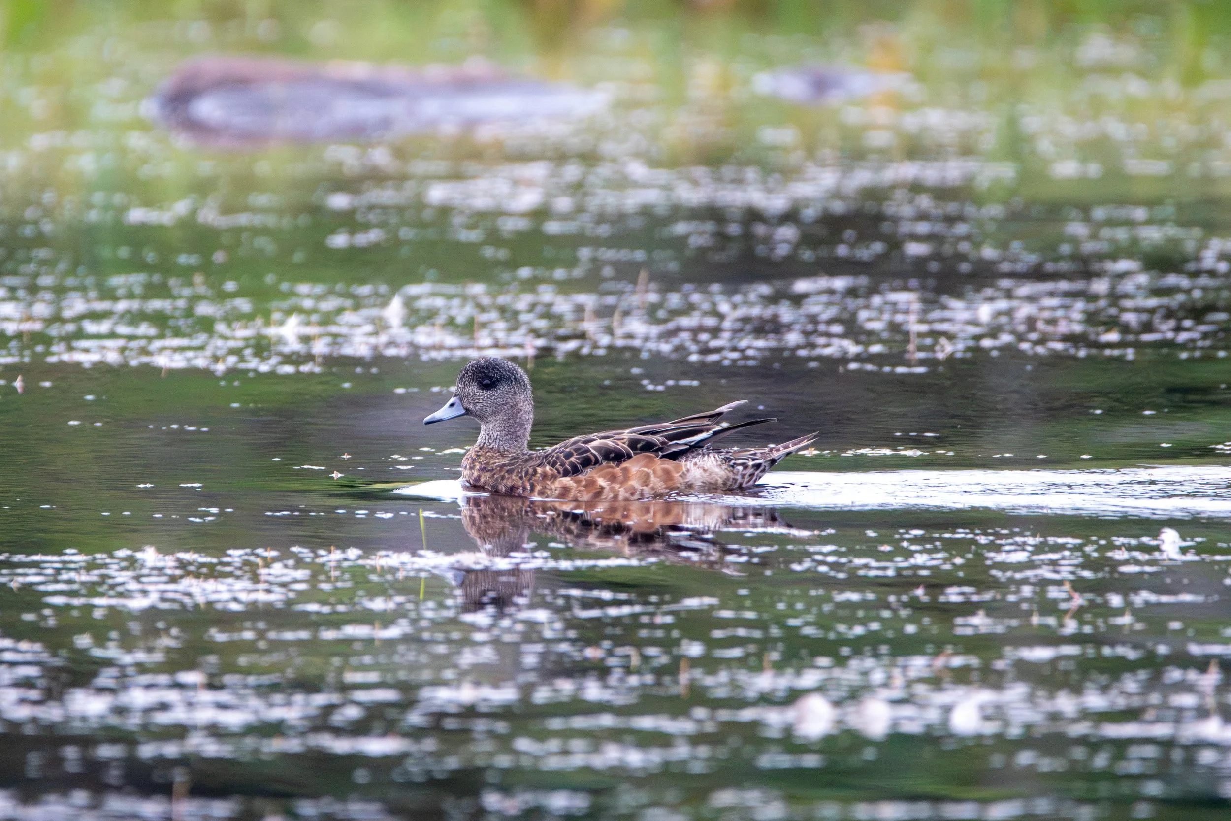 Gros Morne National Park, NL, 2026-08-17