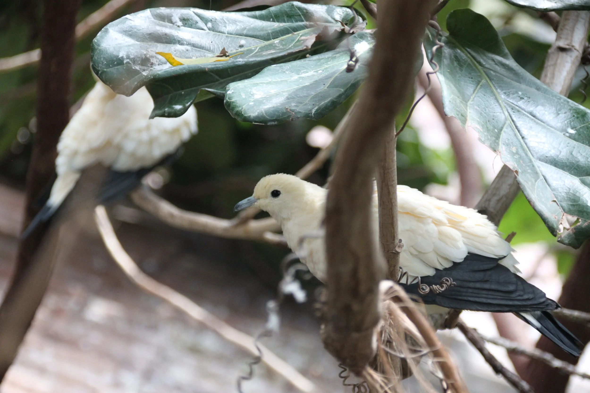 Pied Impertial Pigeon 2.JPG