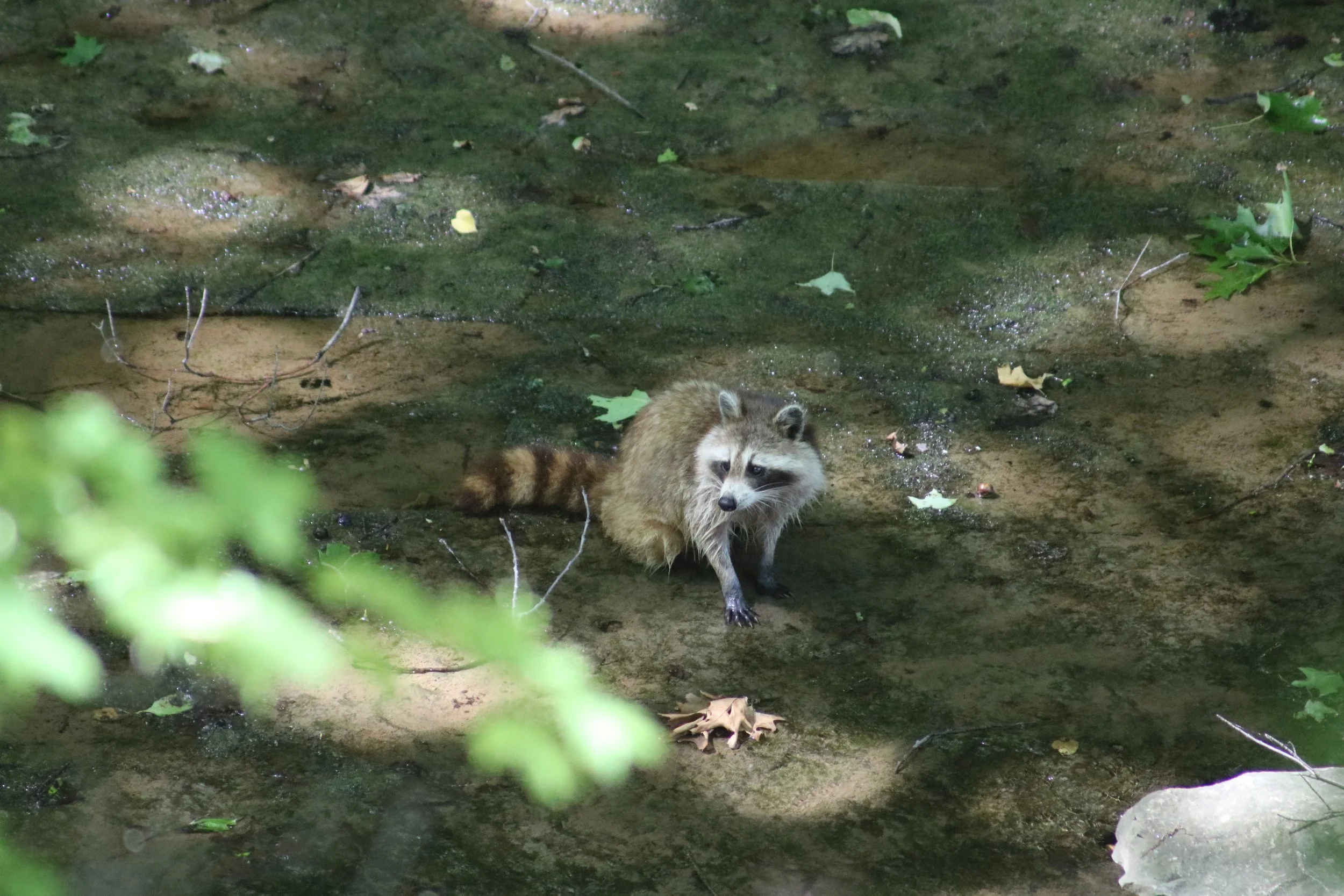 Dunnville, ON, 2026-06-13