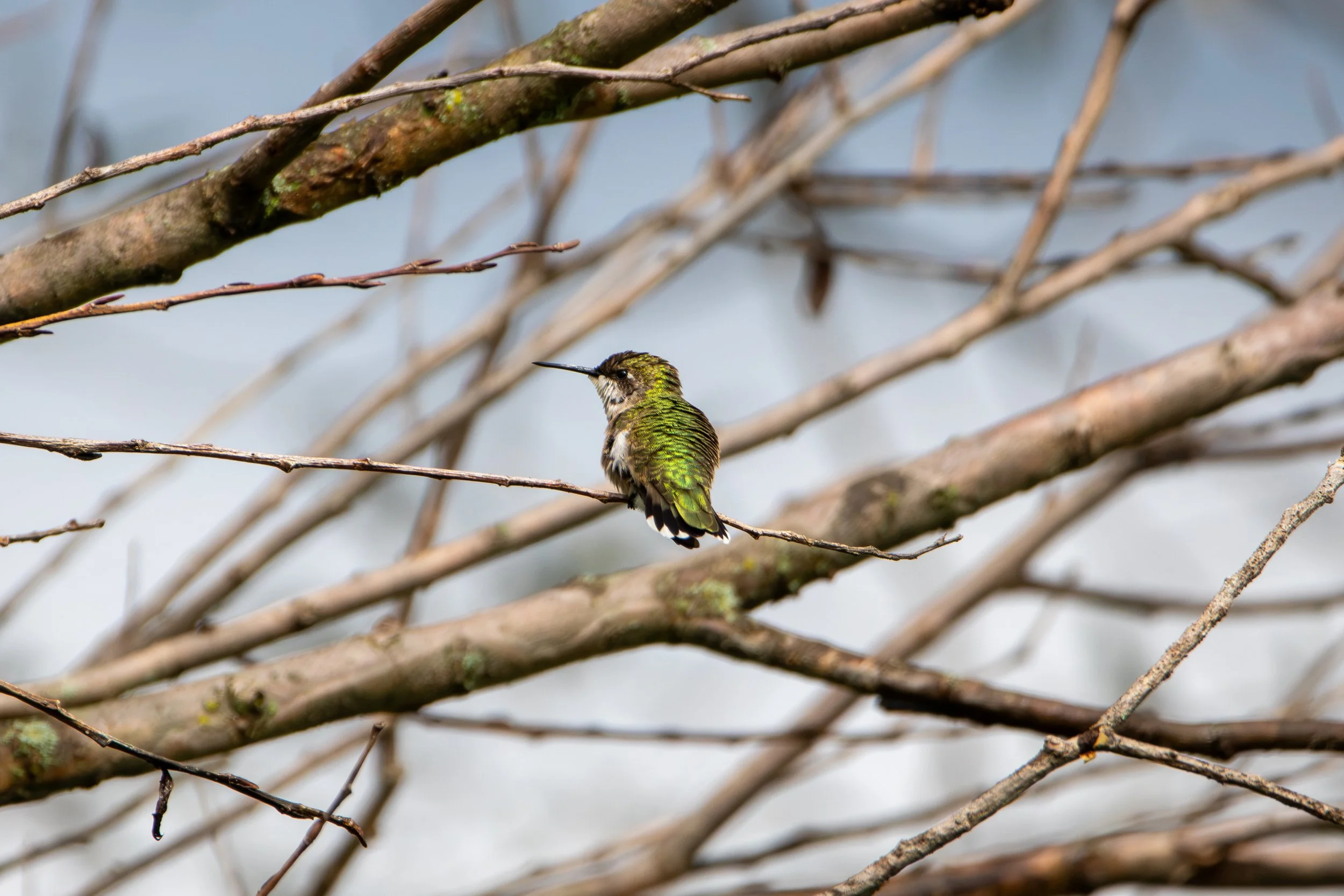 Ruby-throated hummingbird (1).jpg