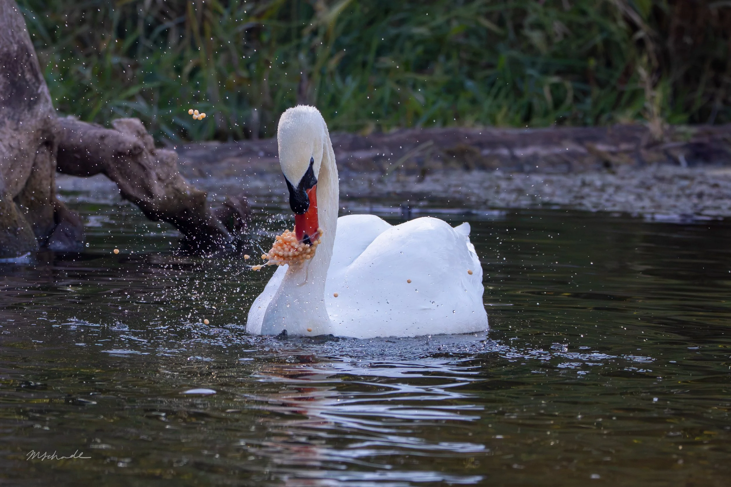 Mute Swan eating Salmon Eggs.jpg