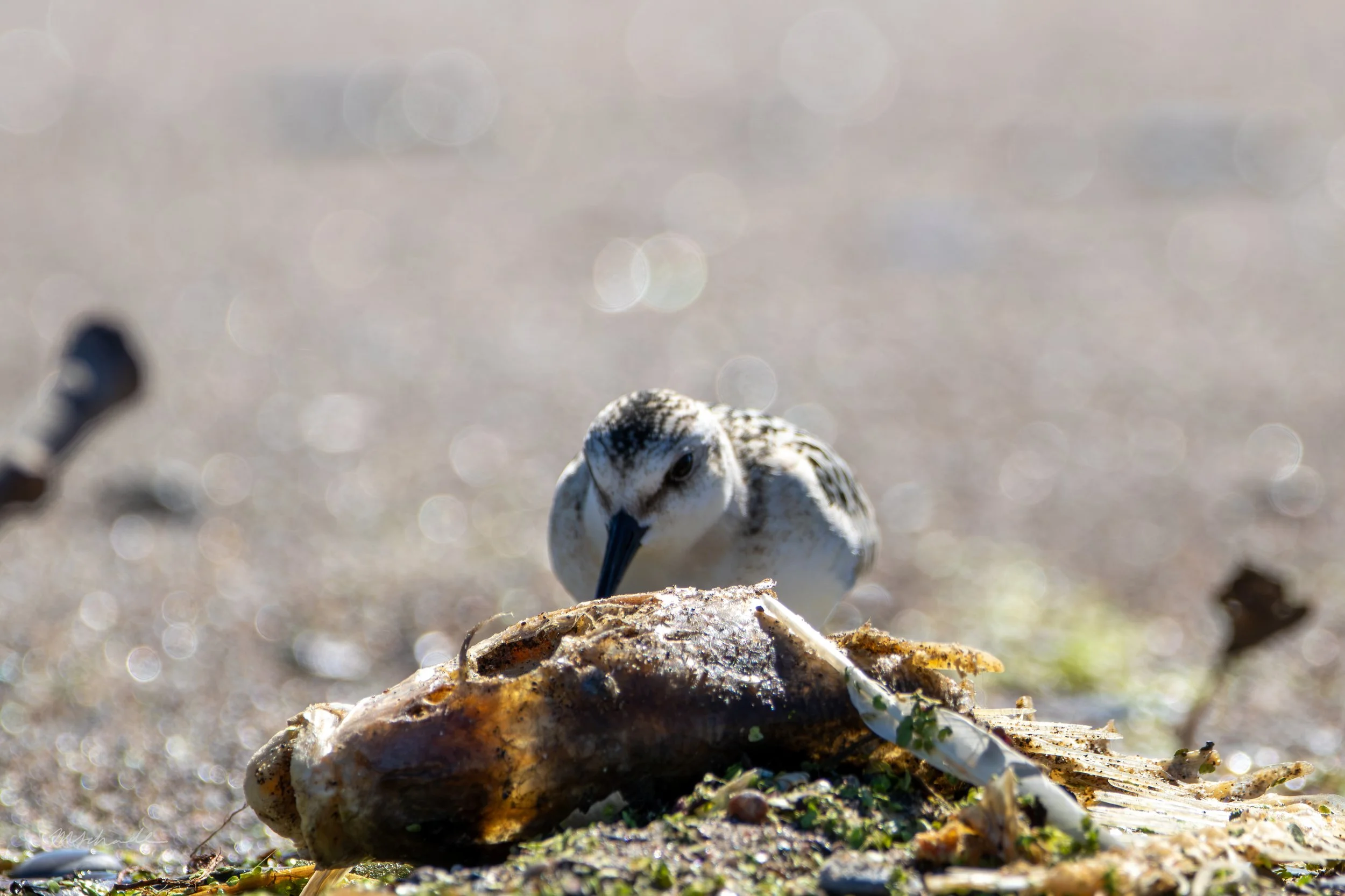 Sanderling eating fish.jpg