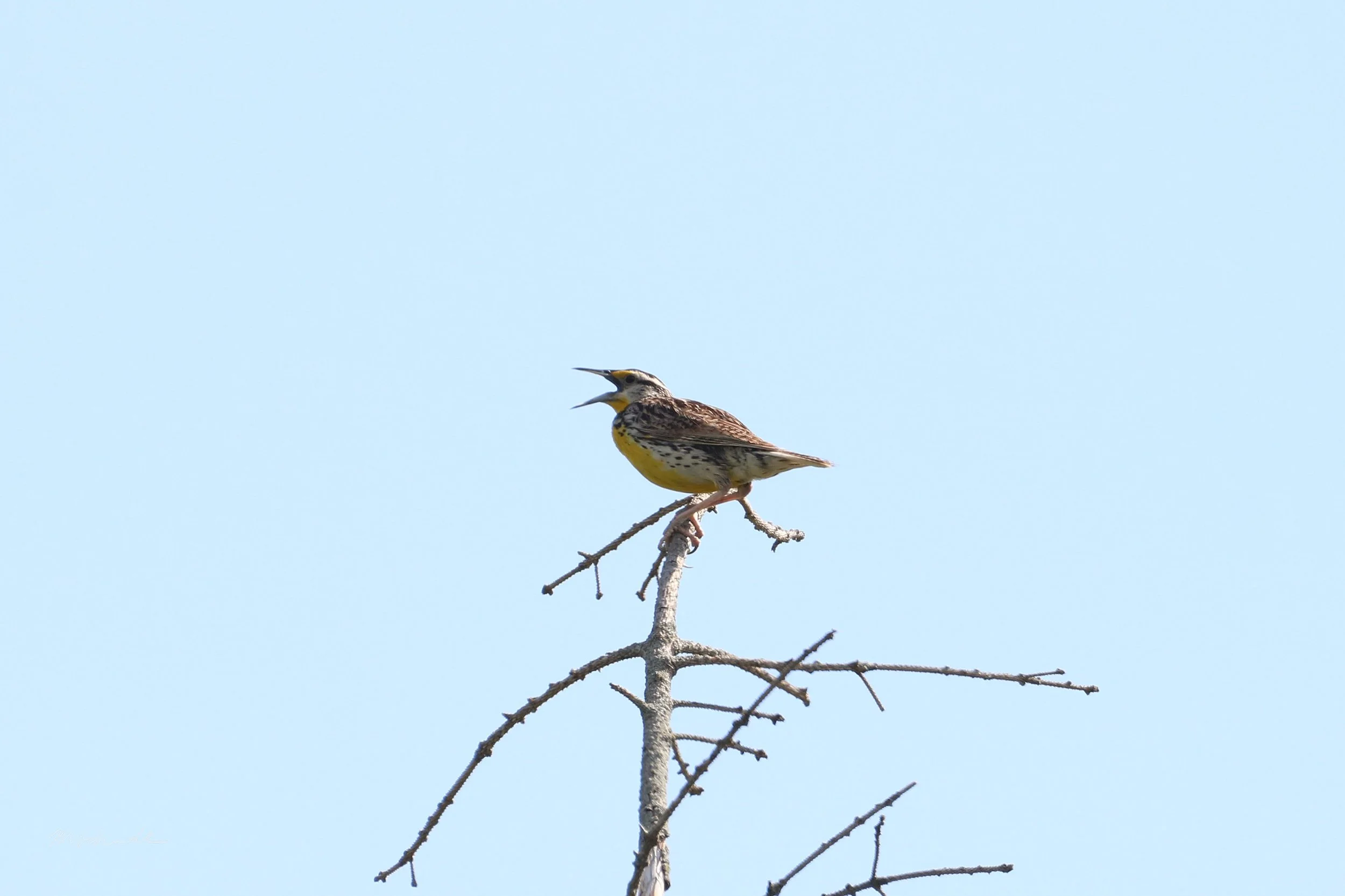 Stoney Creek, ON, 2026-07-19