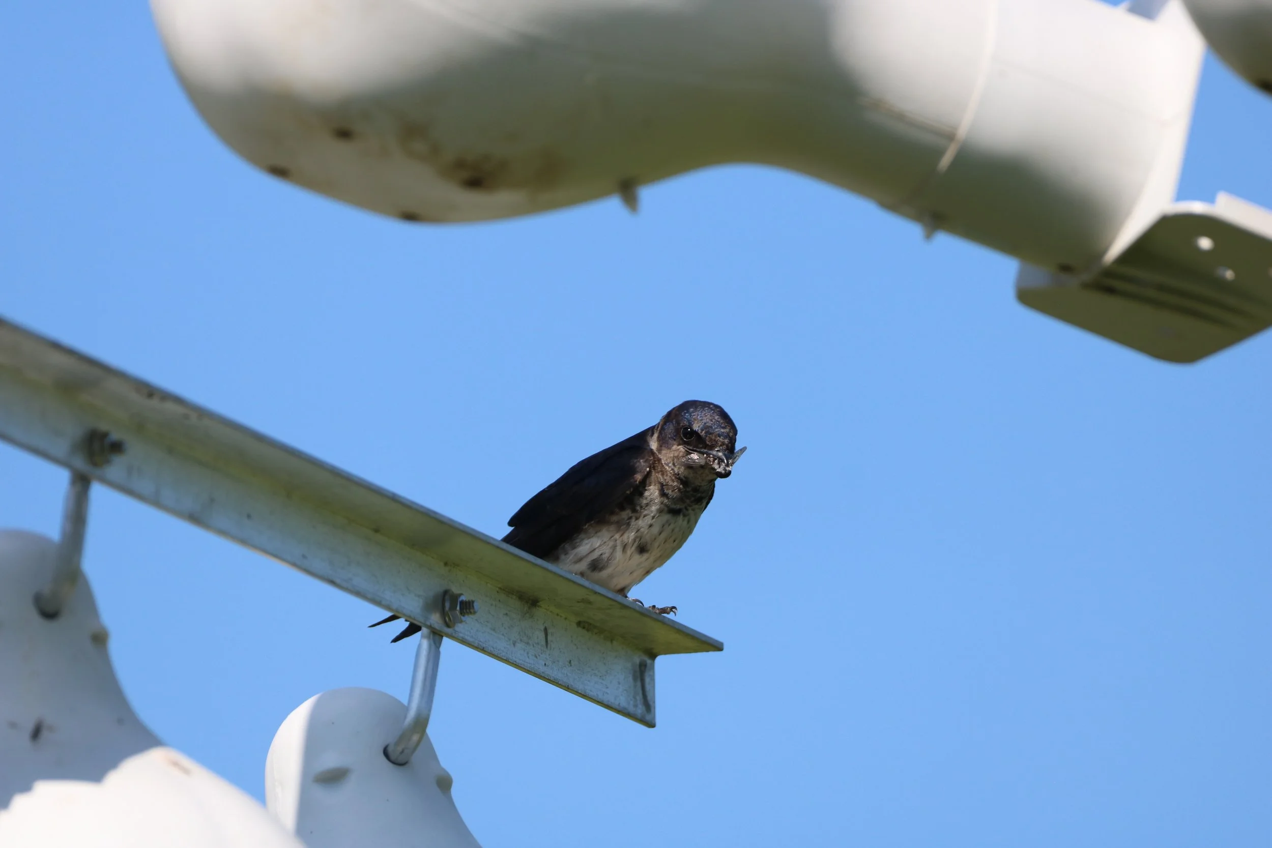 Purple Martin eating a bug