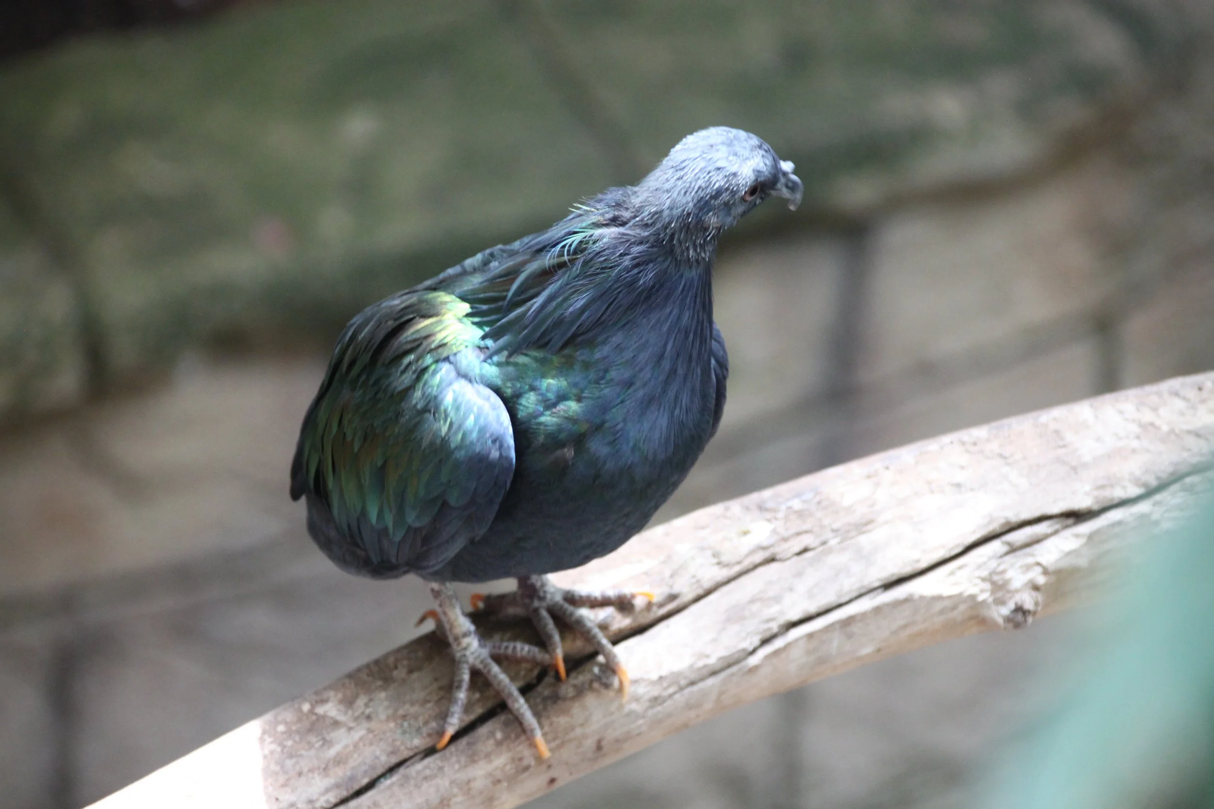 Nicobar Pigeon 3.JPG