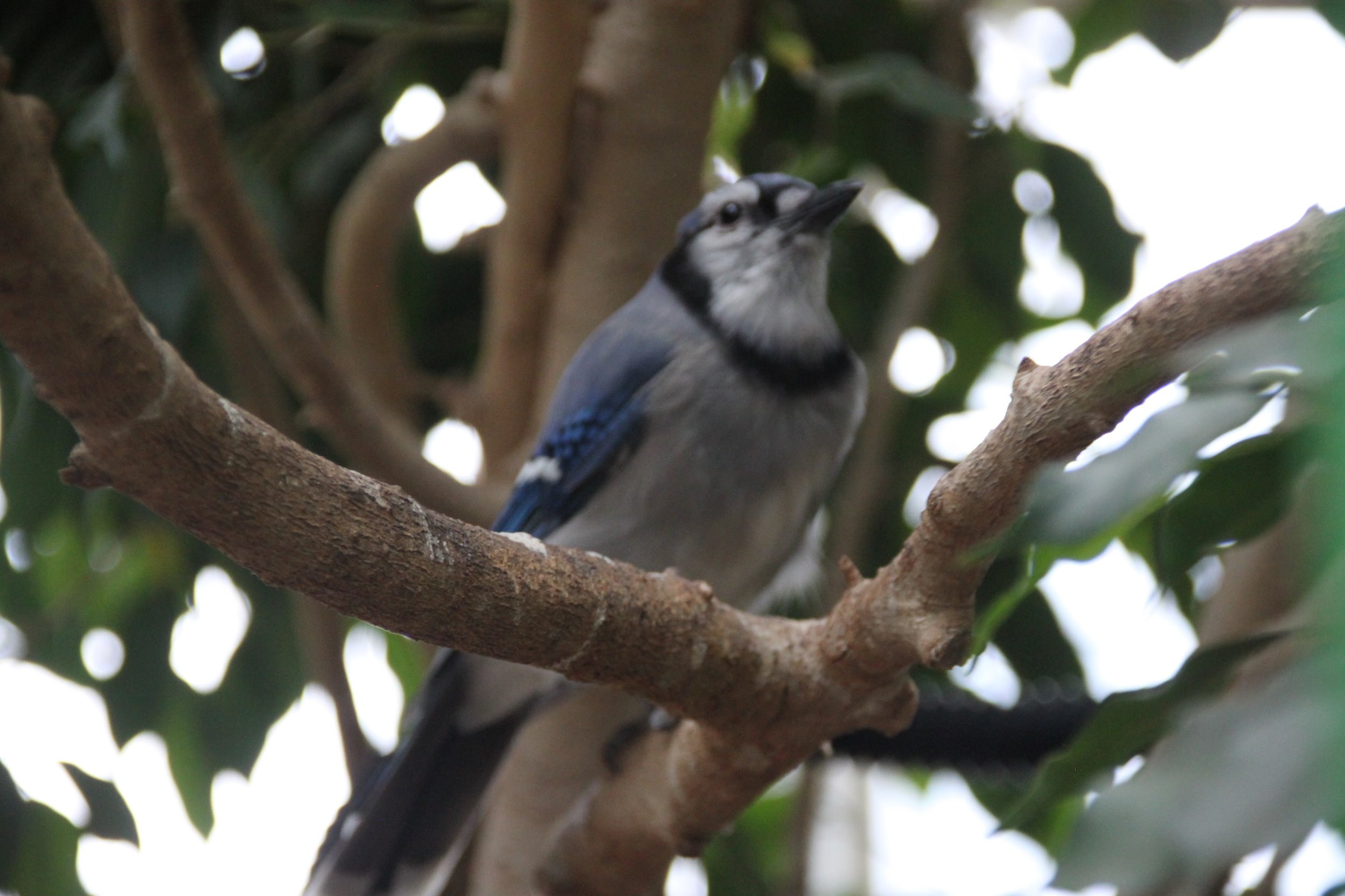 Blue Jay Captive.JPG