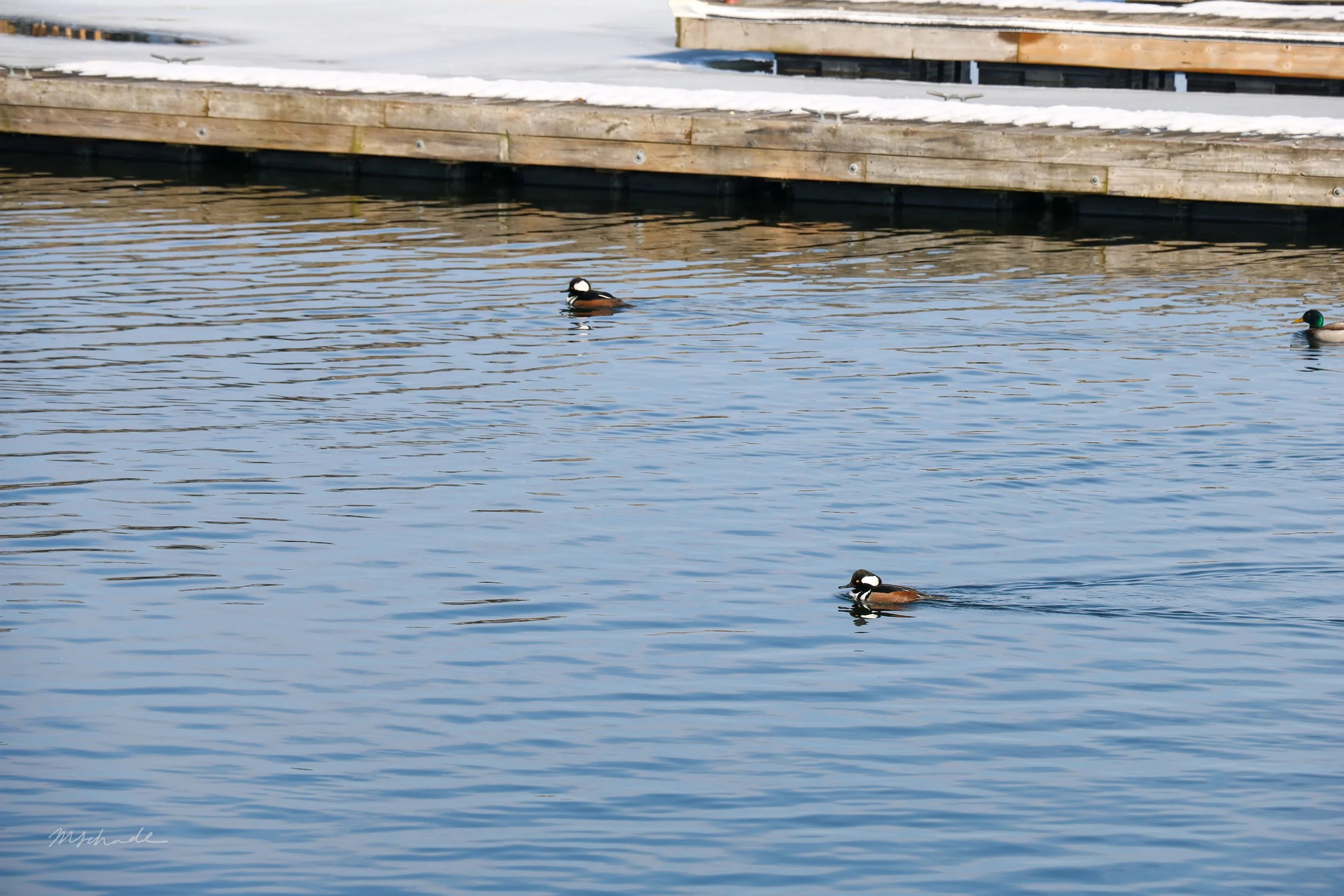 Burlington, ON, 2026-02-17