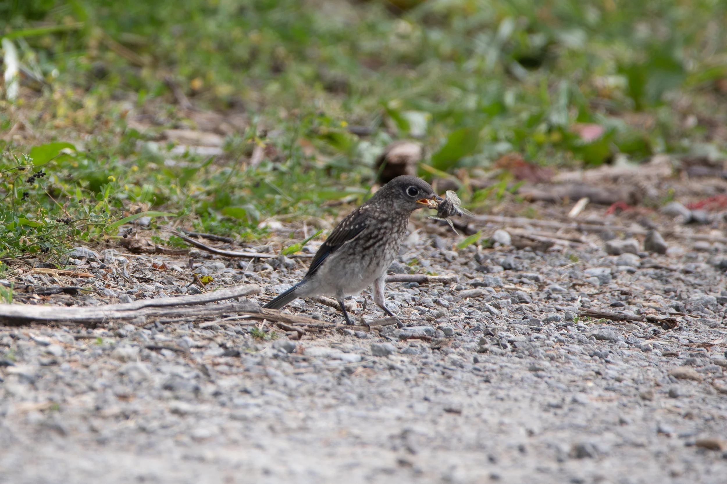 Eastern Bluebird eating a Cicada.jpg