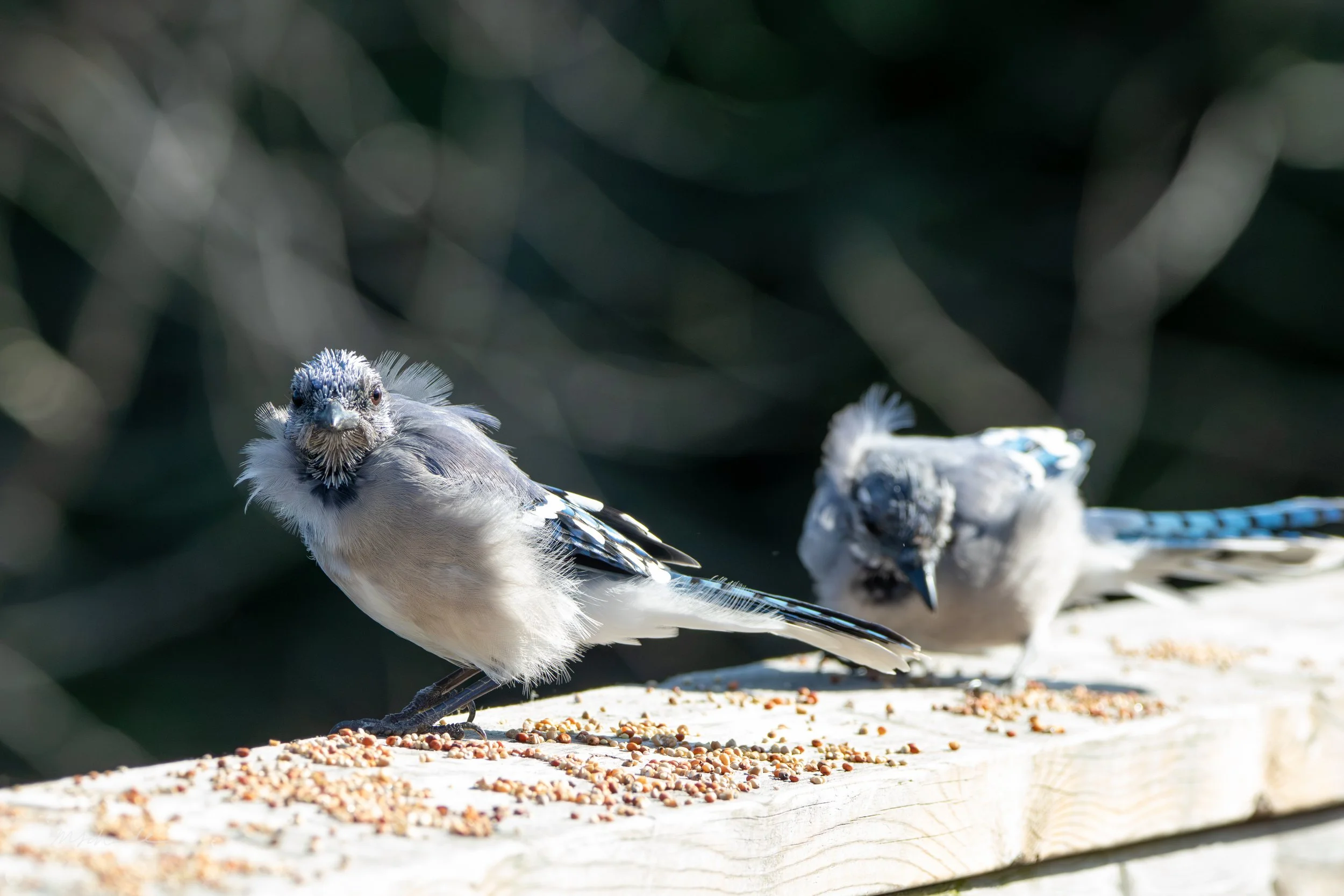Blue Jays molting (1).jpg