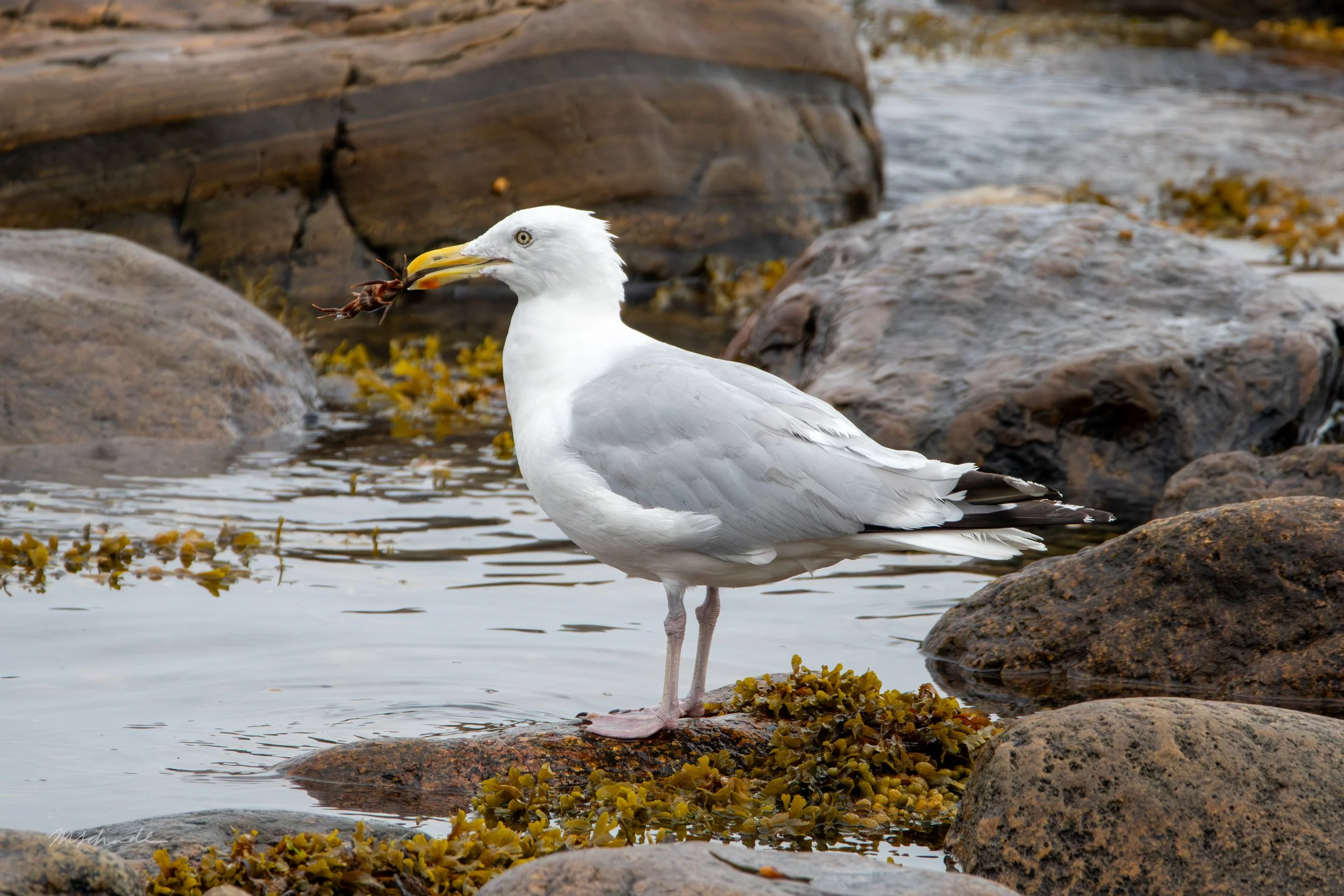 American Herring Gull + crab.jpg