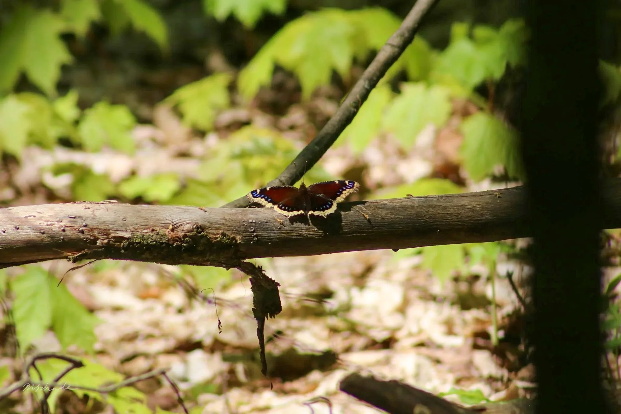 Mourning Cloak