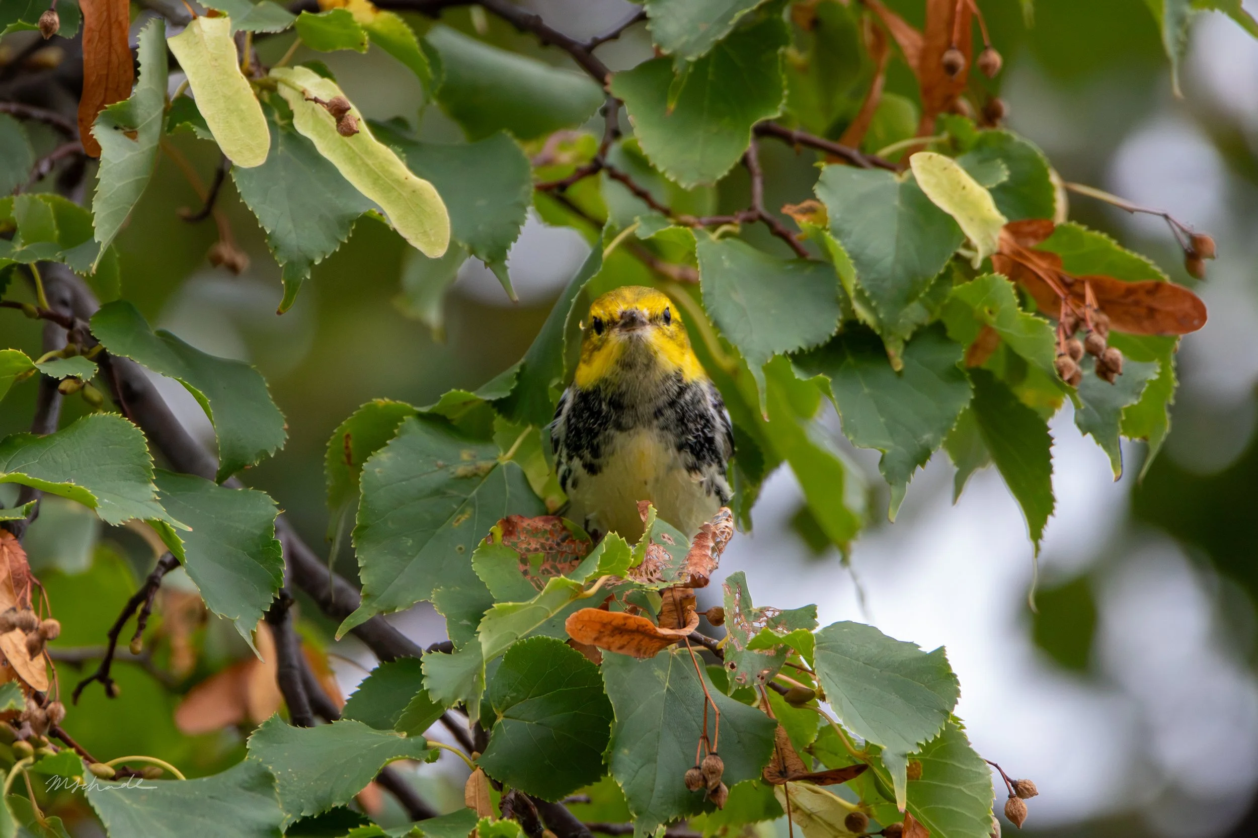 Black-throated Green Warbler facing forward (2).jpg
