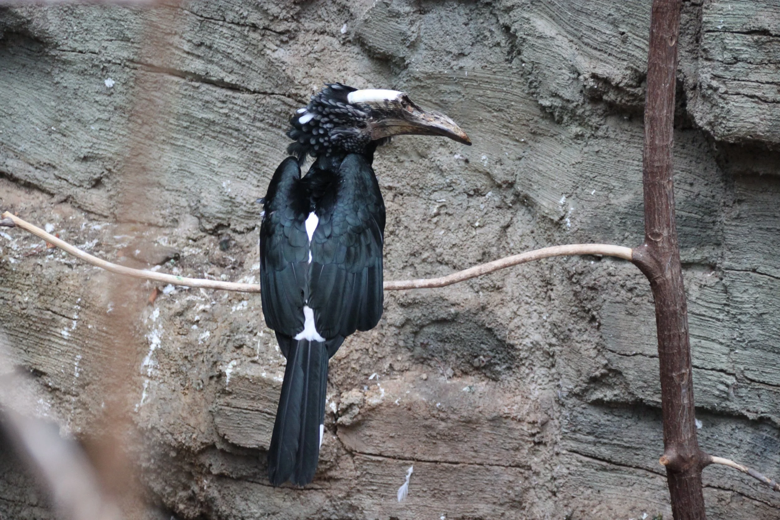 Silvery-Cheeked Hornbill.JPG