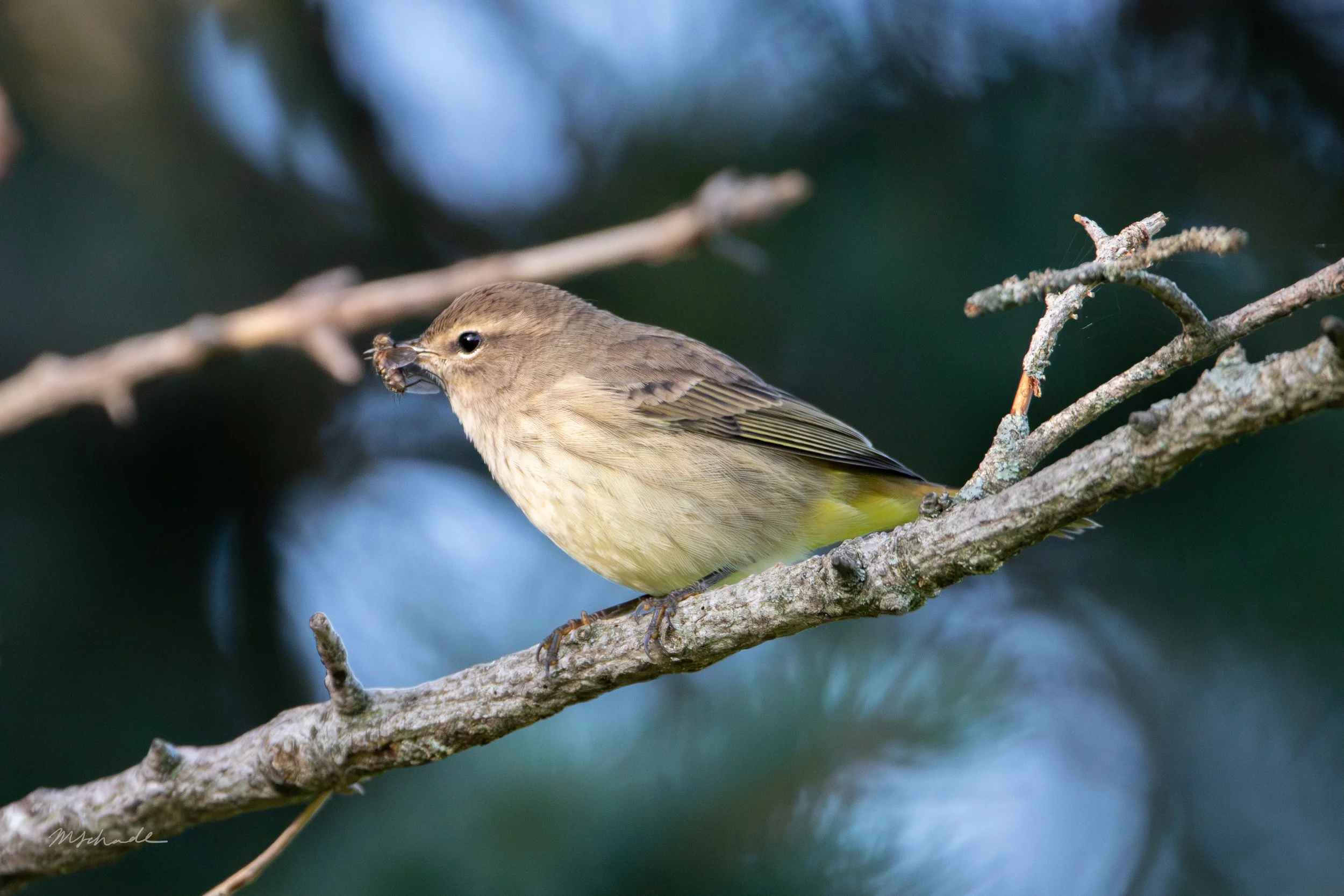 Palm Warbler (4).jpg