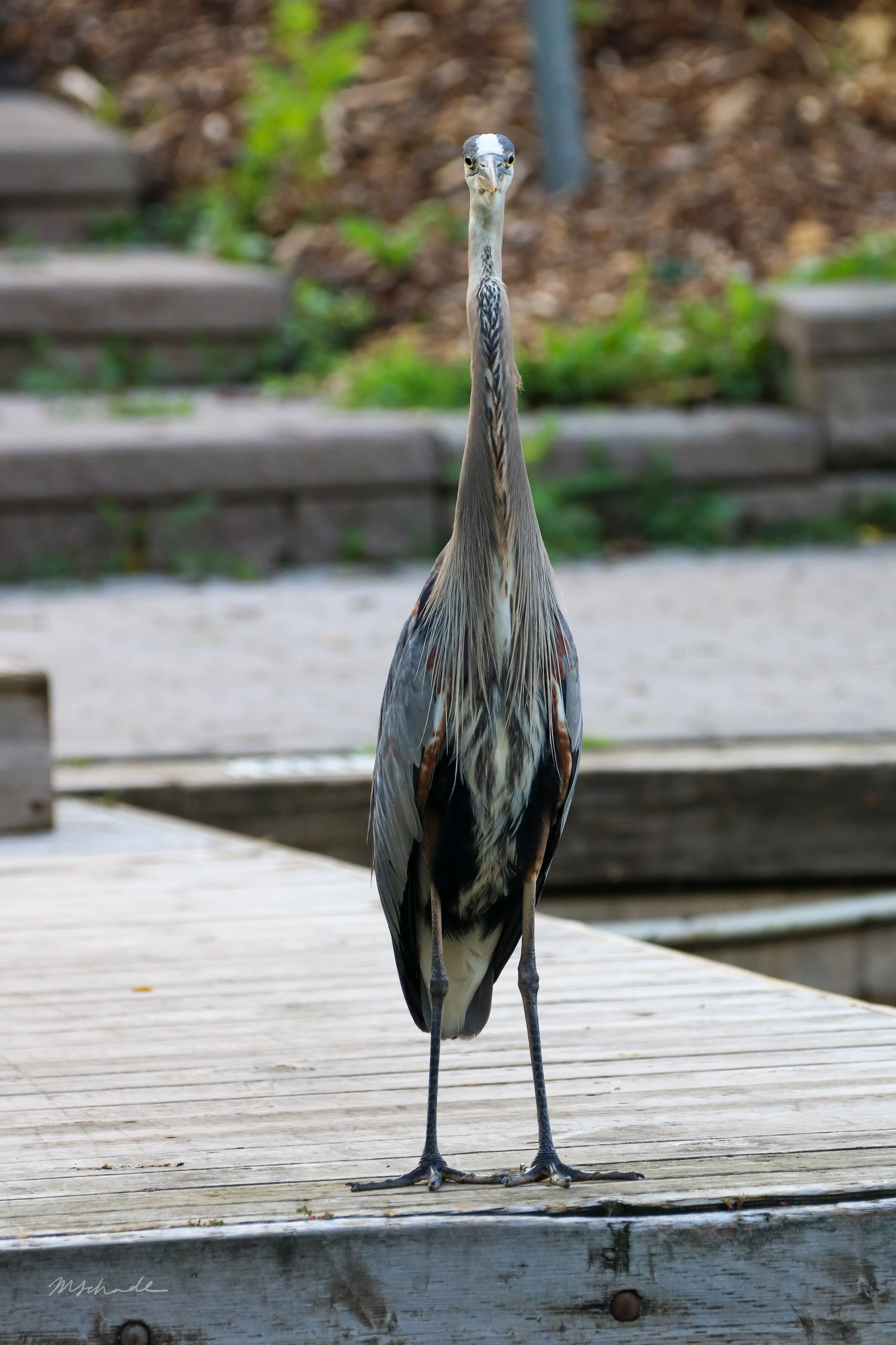GBH Front facing.jpg