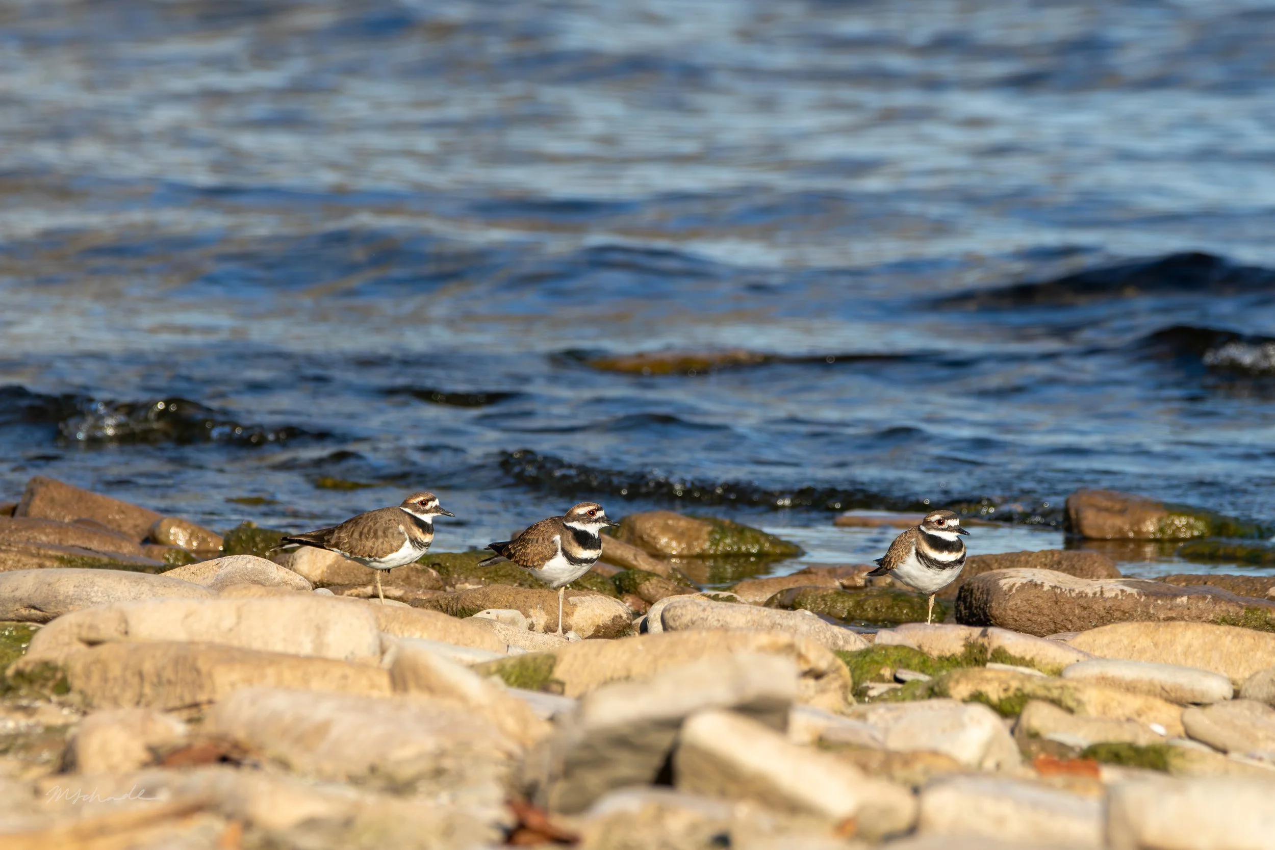 Bronte, ON, 2026-10-13