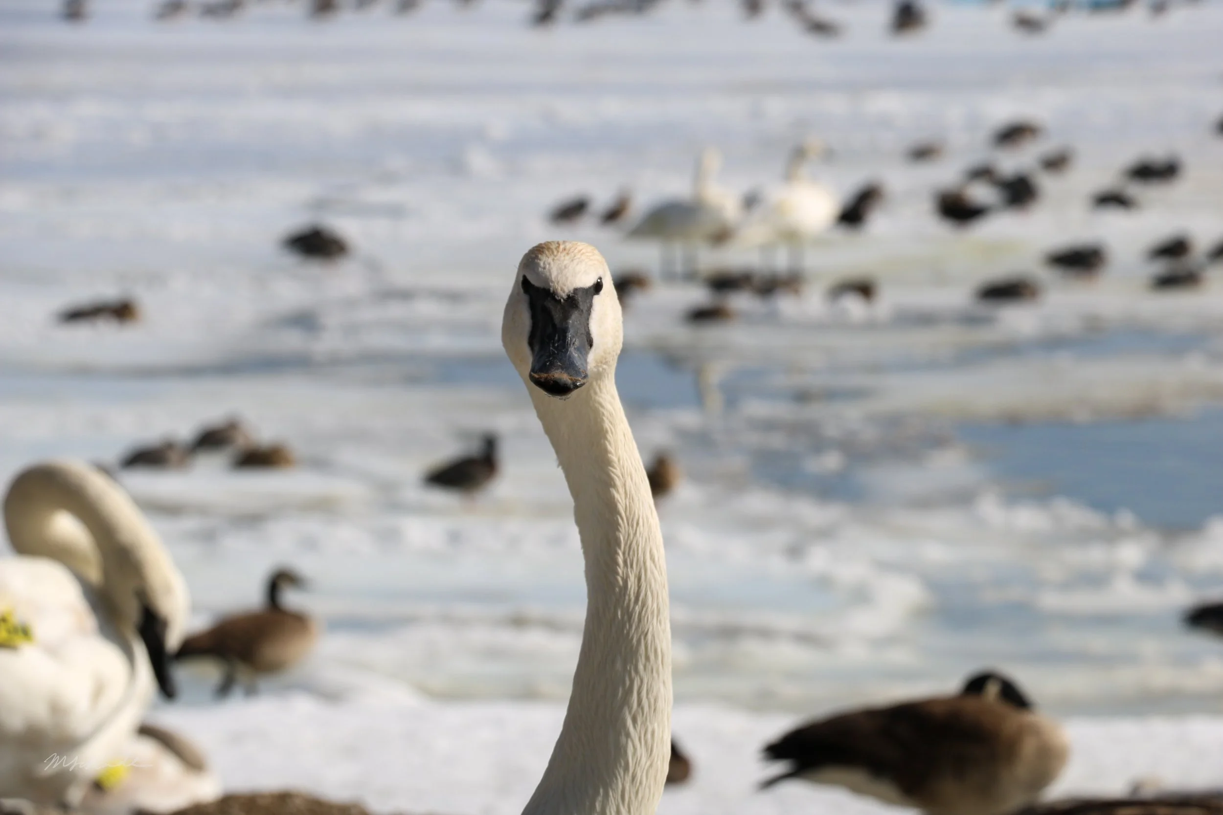 Trumpeter Swan Staring.JPG