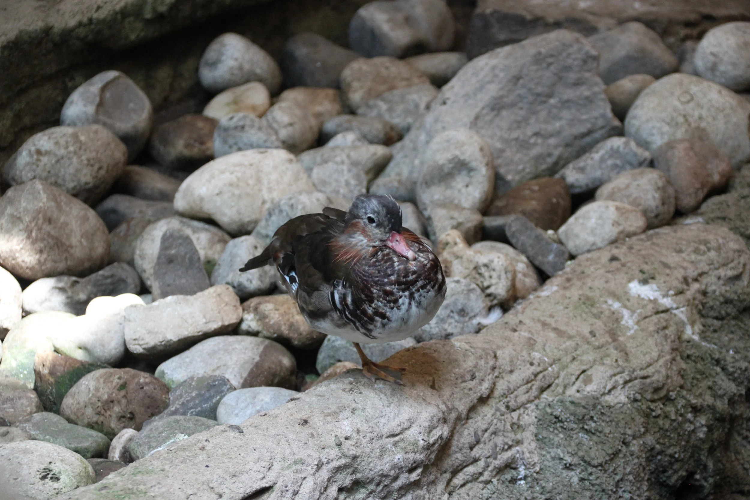 Mandarin Duck.JPG