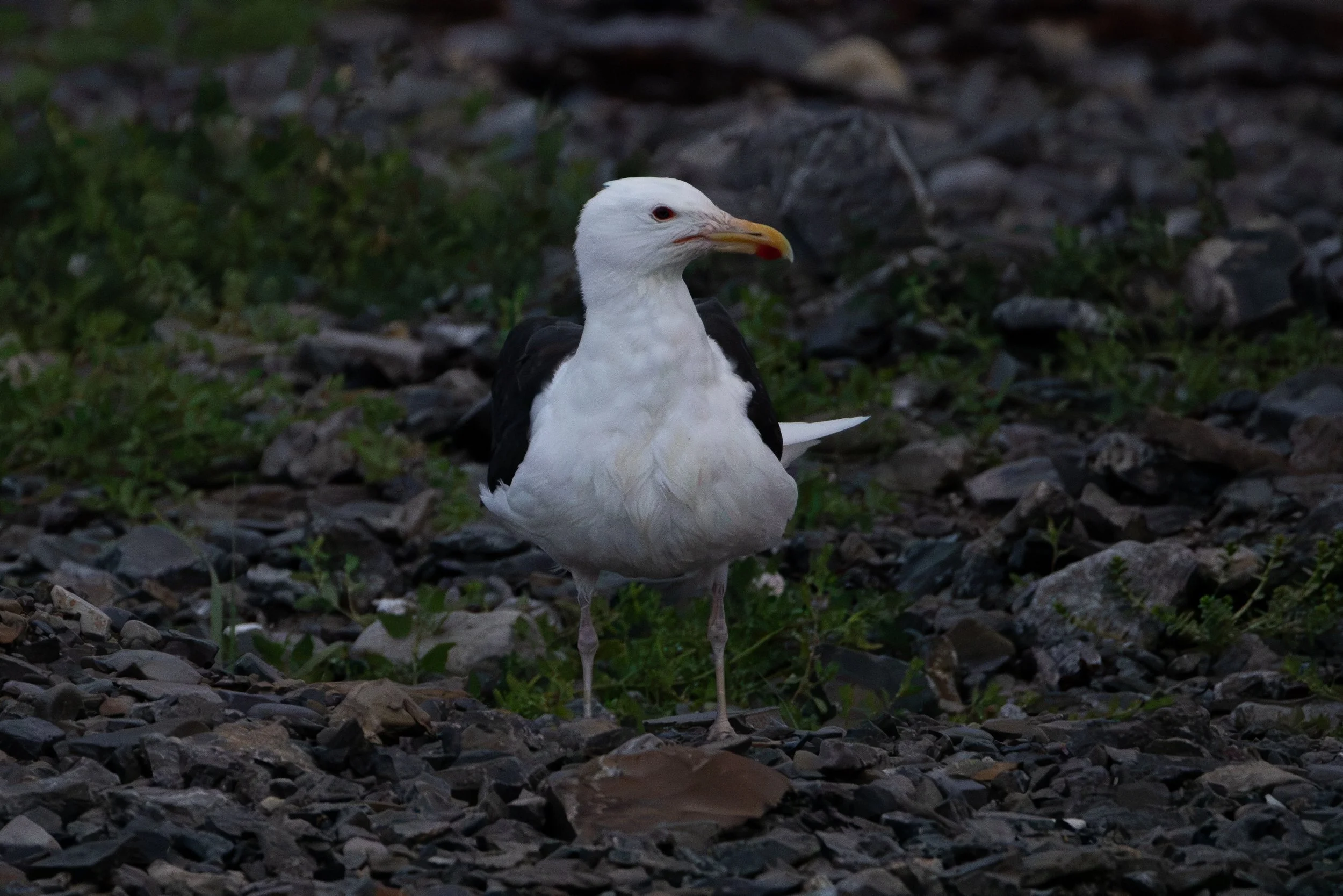 Cow Head, NL, 2026-08-04