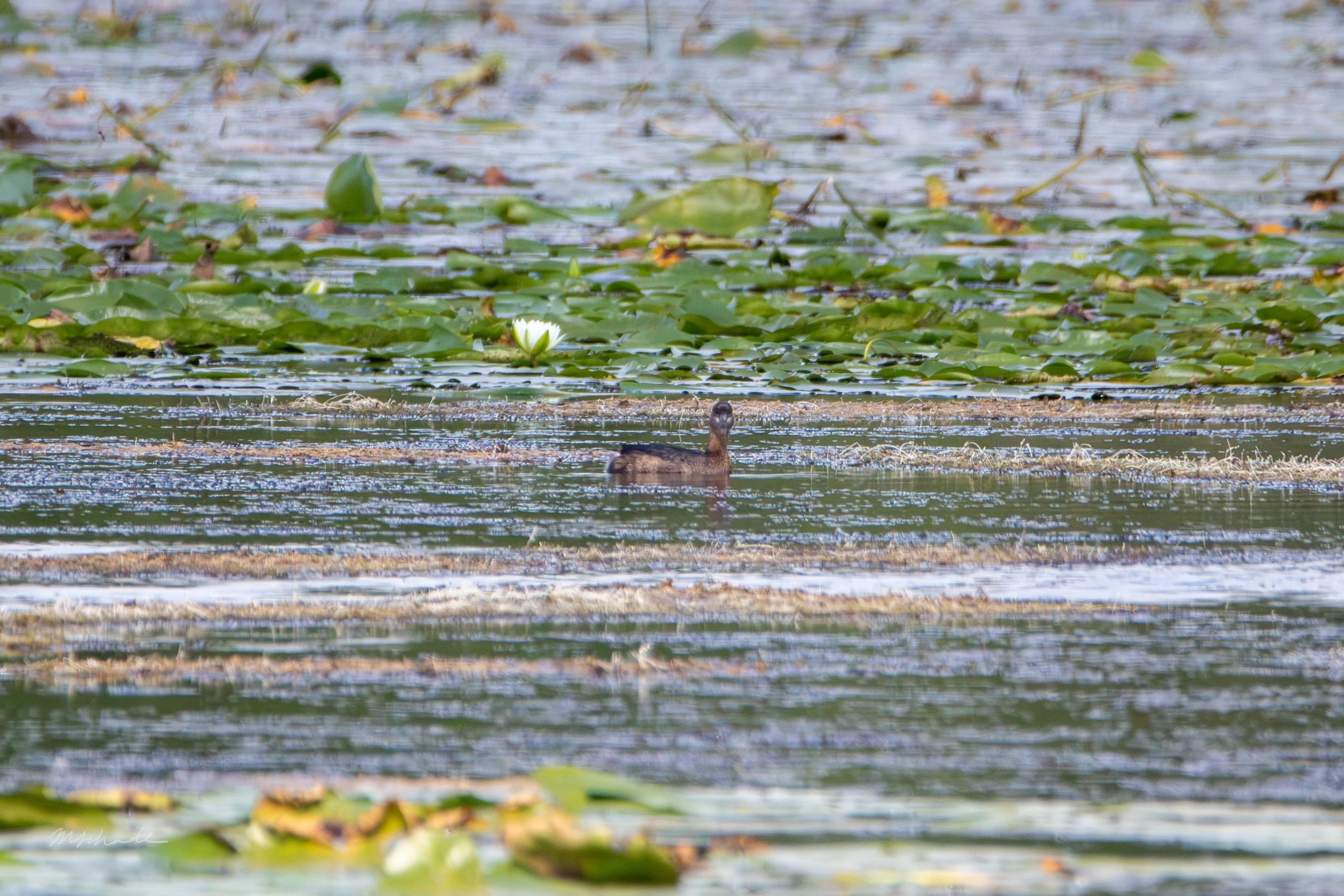 Pied-billed Grebe (4).jpg