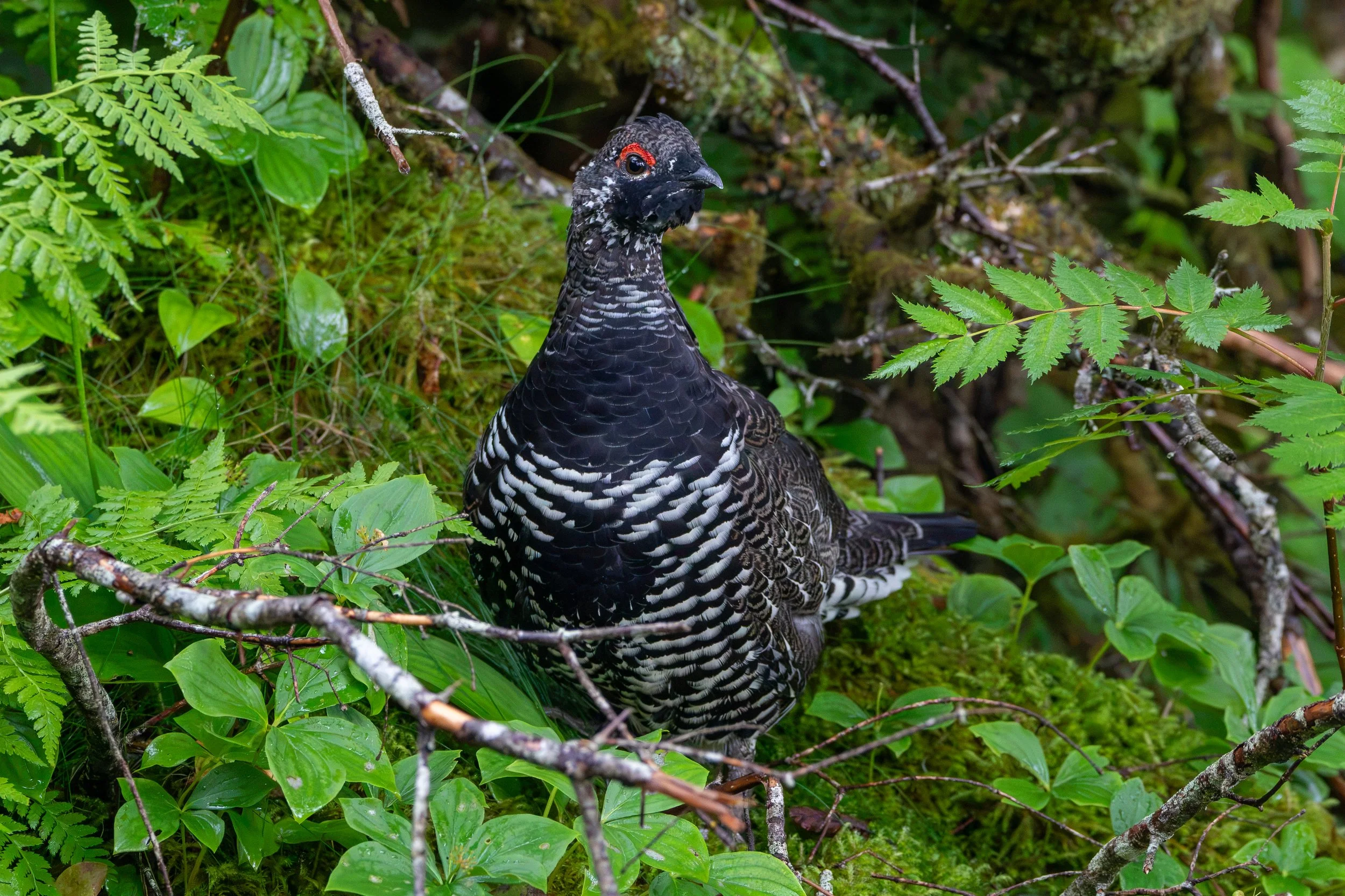 So sprucy, so grouse-y