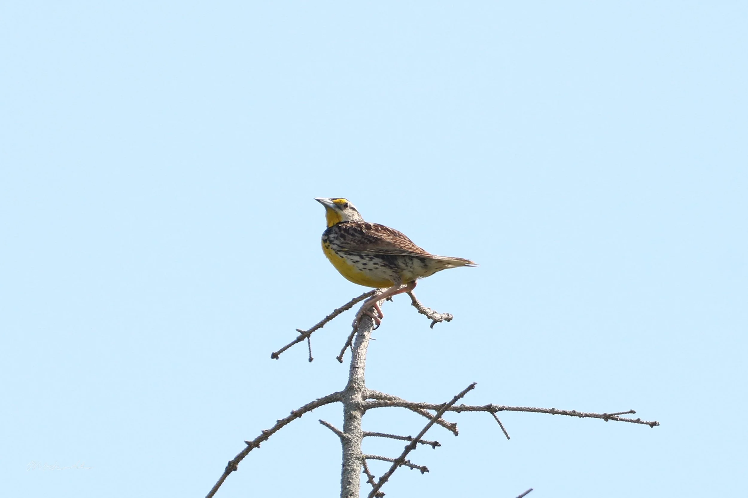 Stoney Creek, ON, 2026-07-19