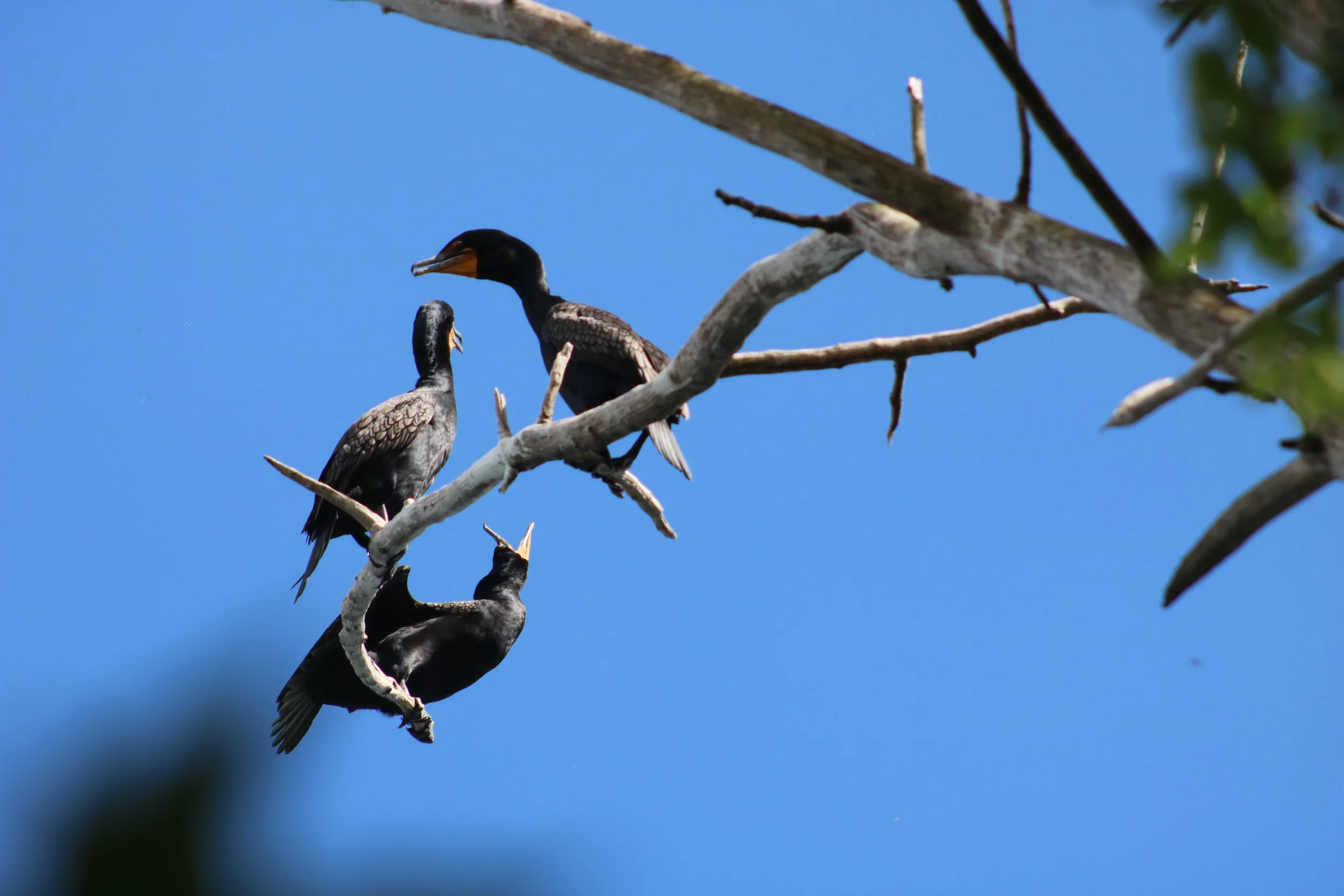 Double-crested Cormorant