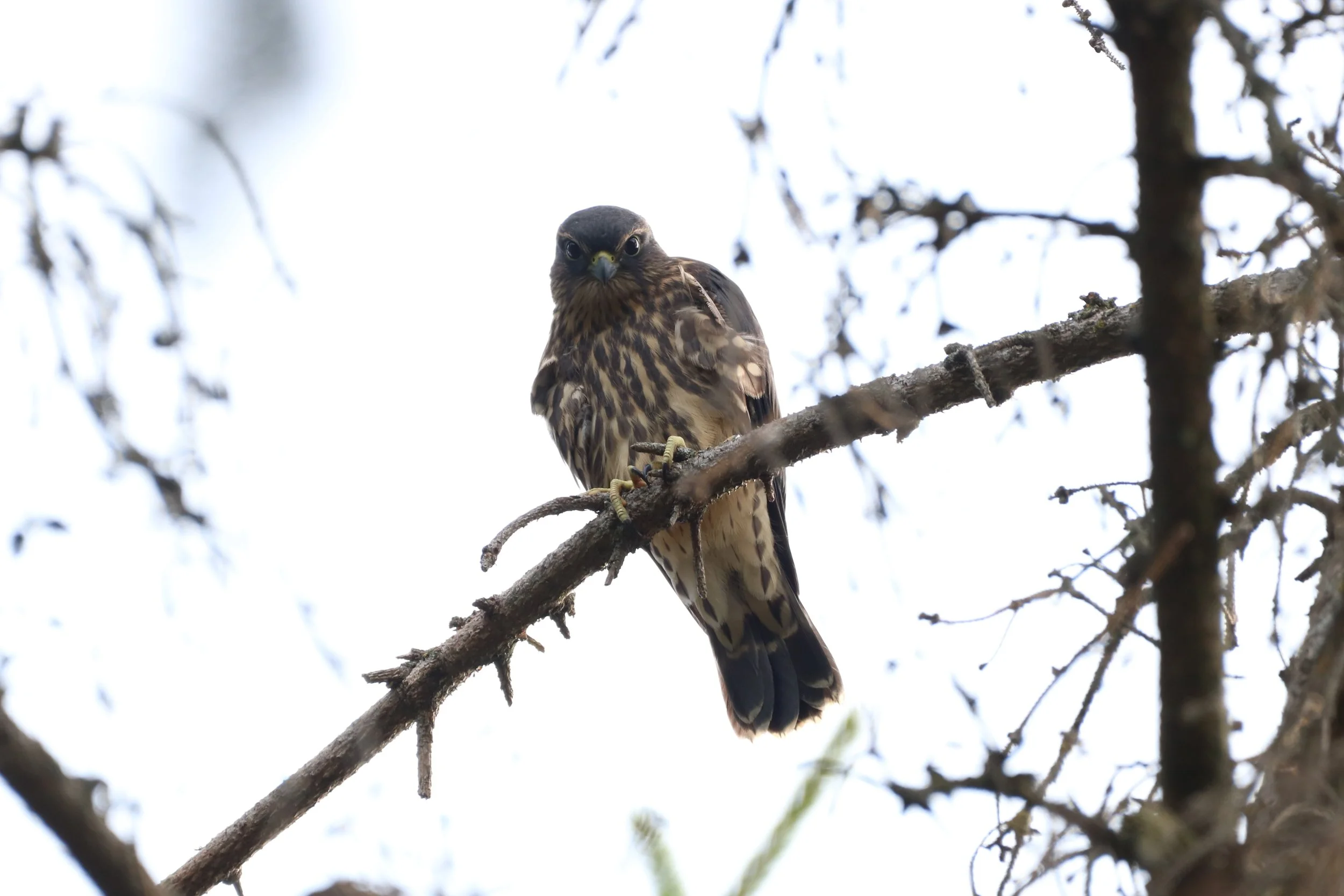 The Merlin spotted me