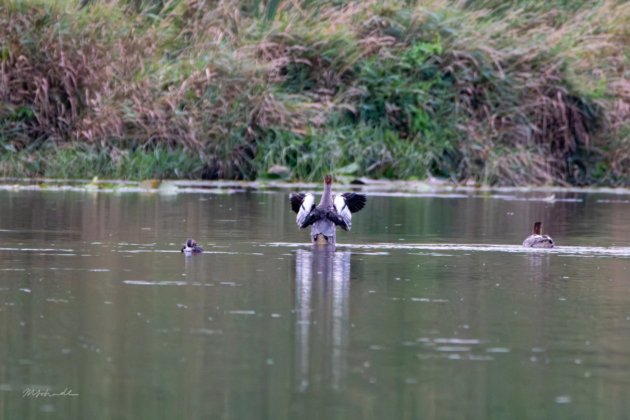 Common Merganser (6).jpg