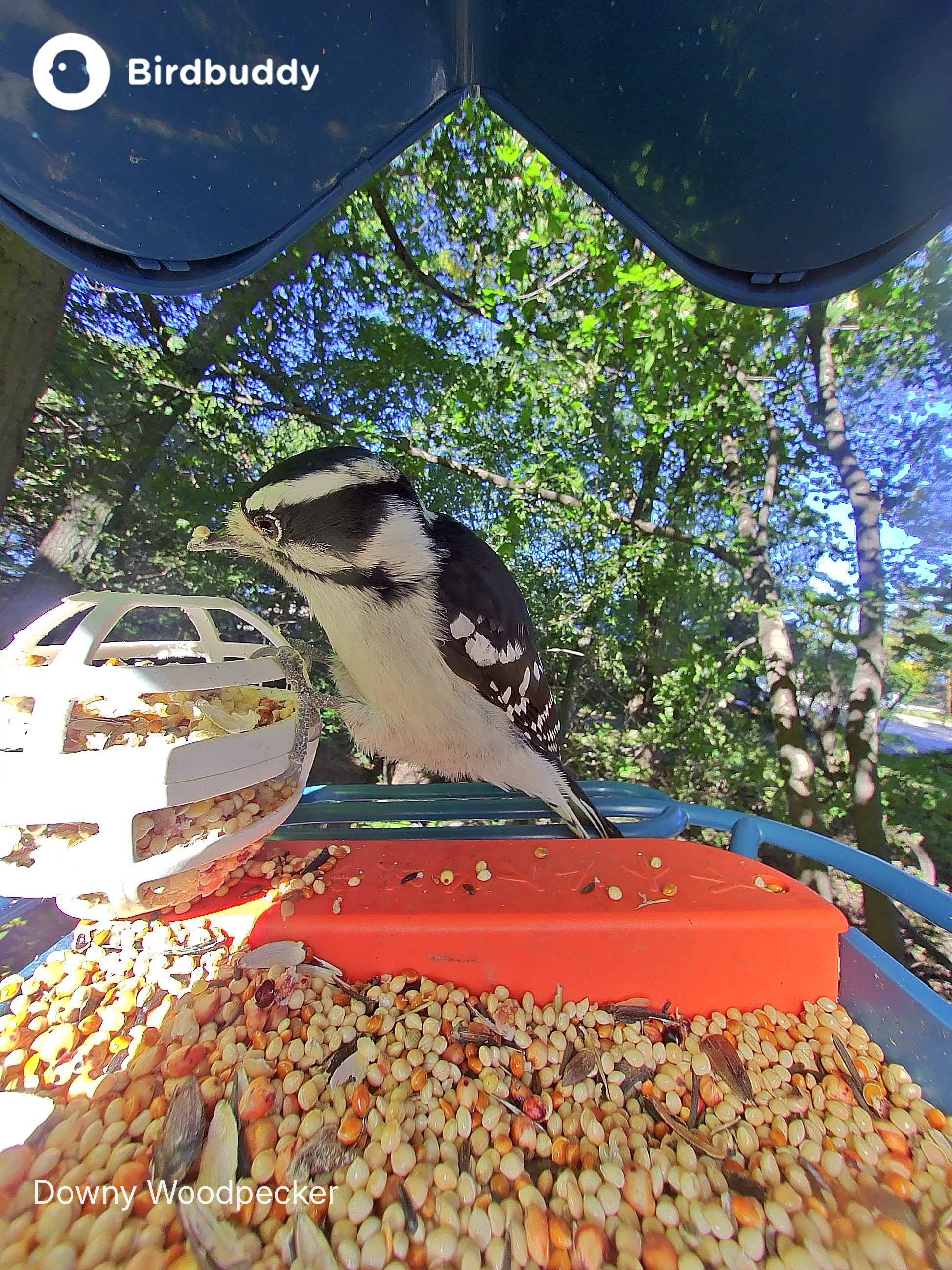 Downy Woodpecker (1).JPG