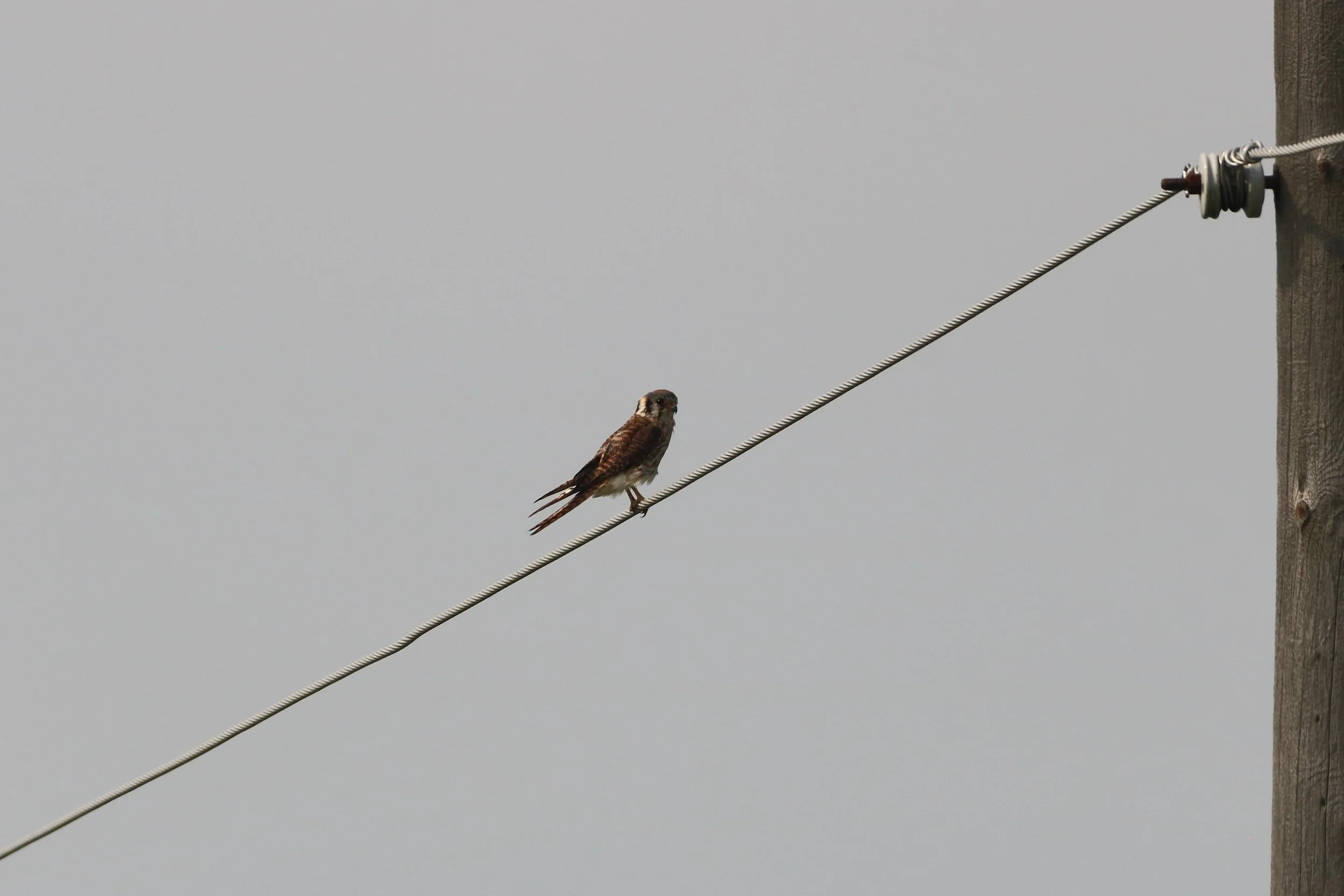 Lincoln, ON, 2026-07-18