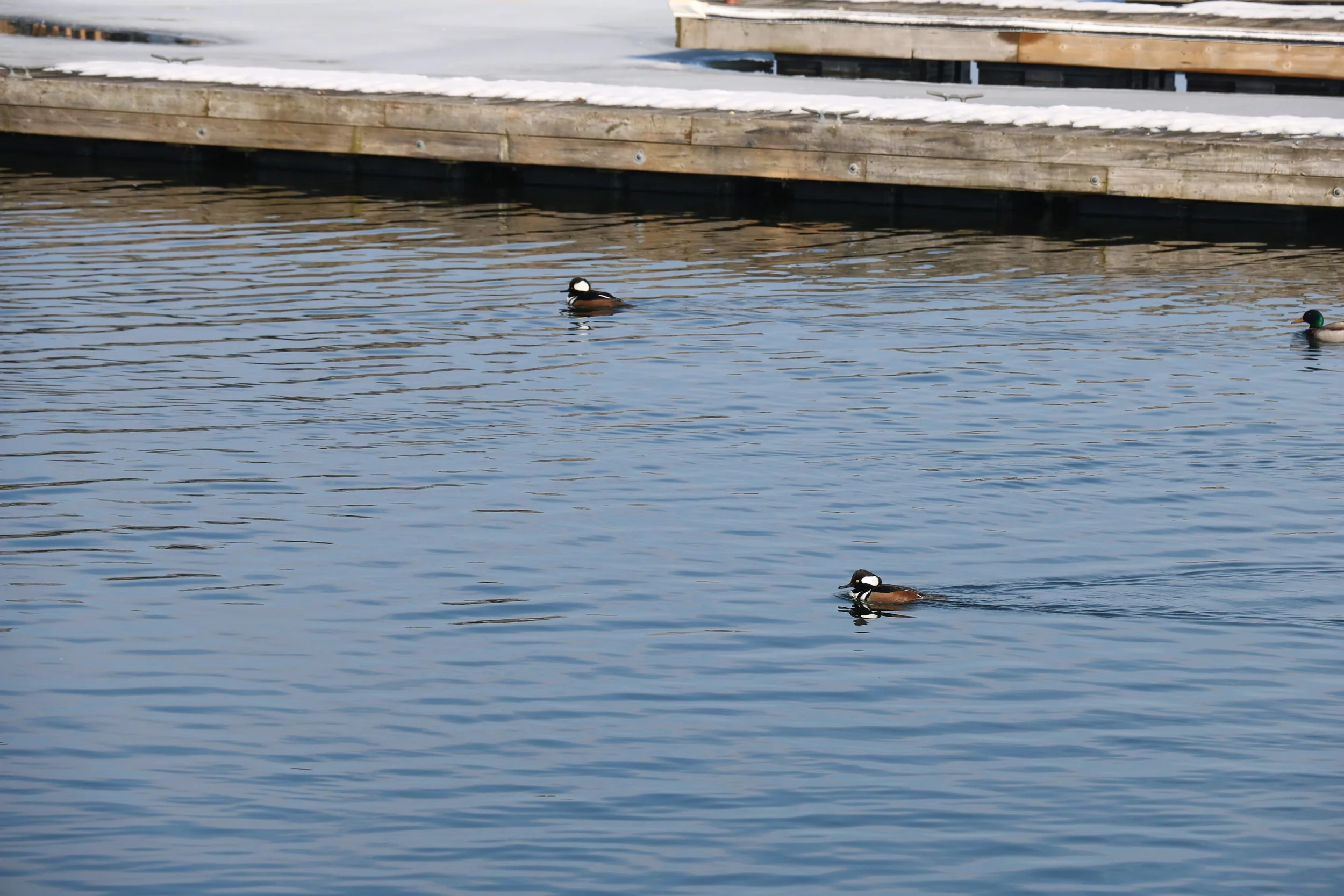 Burlington, ON, 2026-02-17