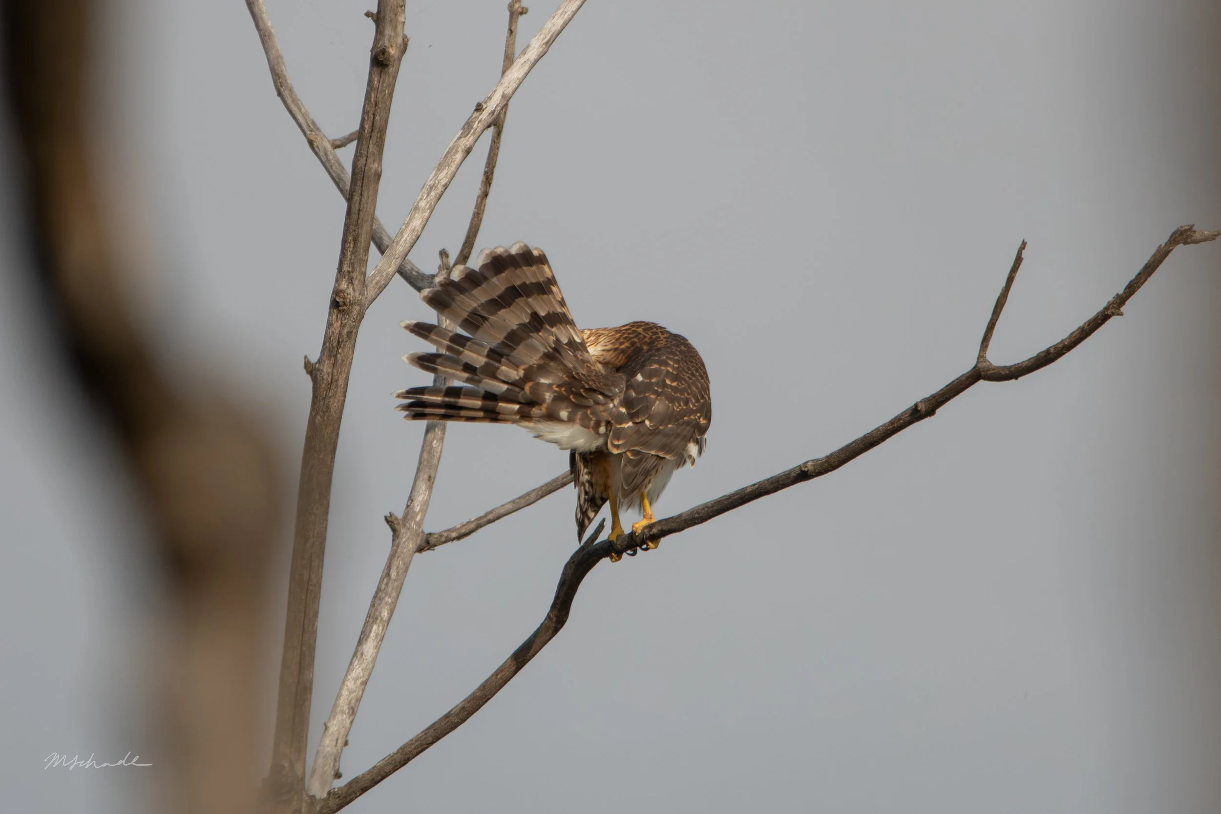 Cooper's Hawk funny (2).jpg