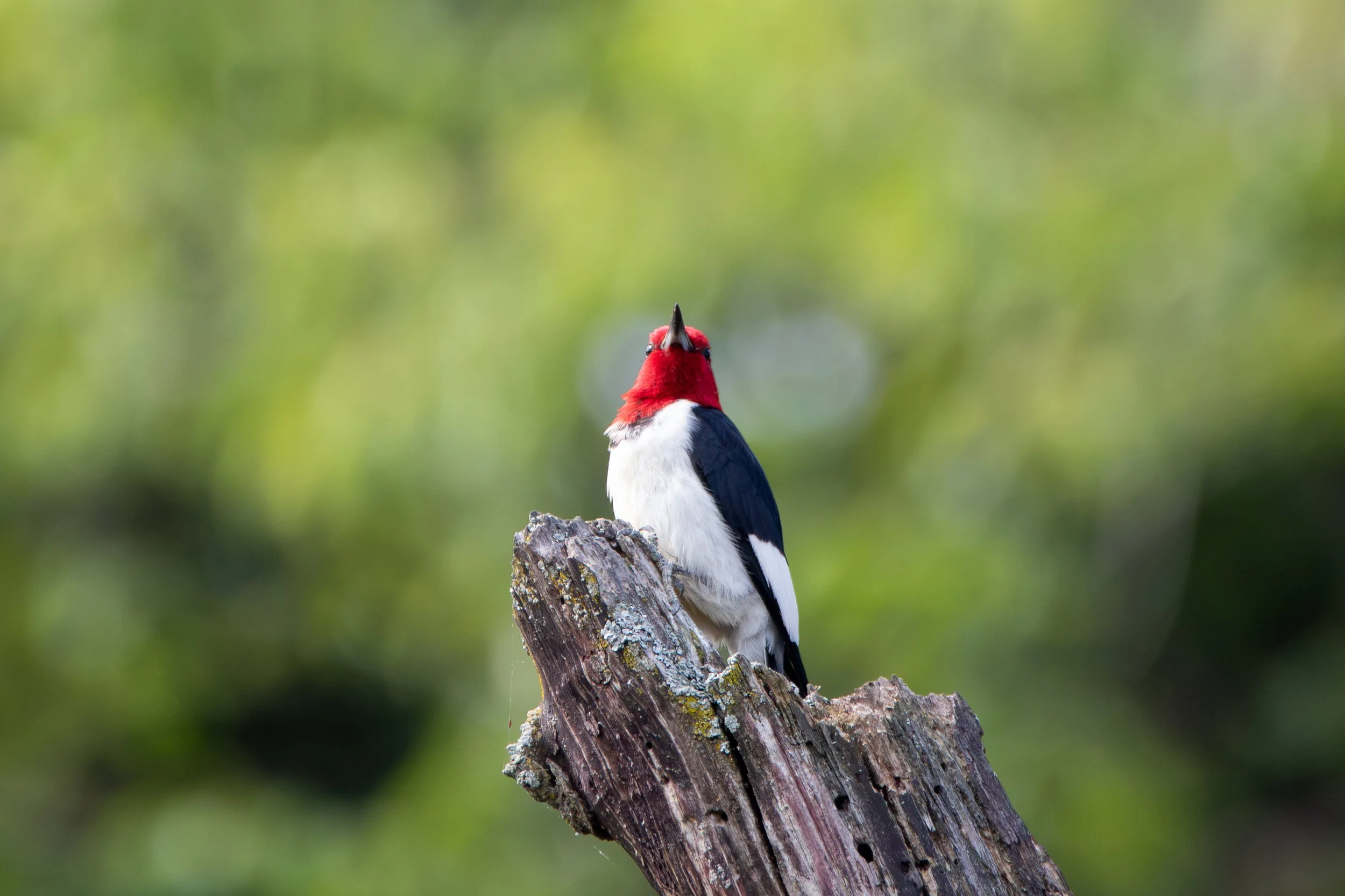 Red-headed Woodpecker facing forward.jpg