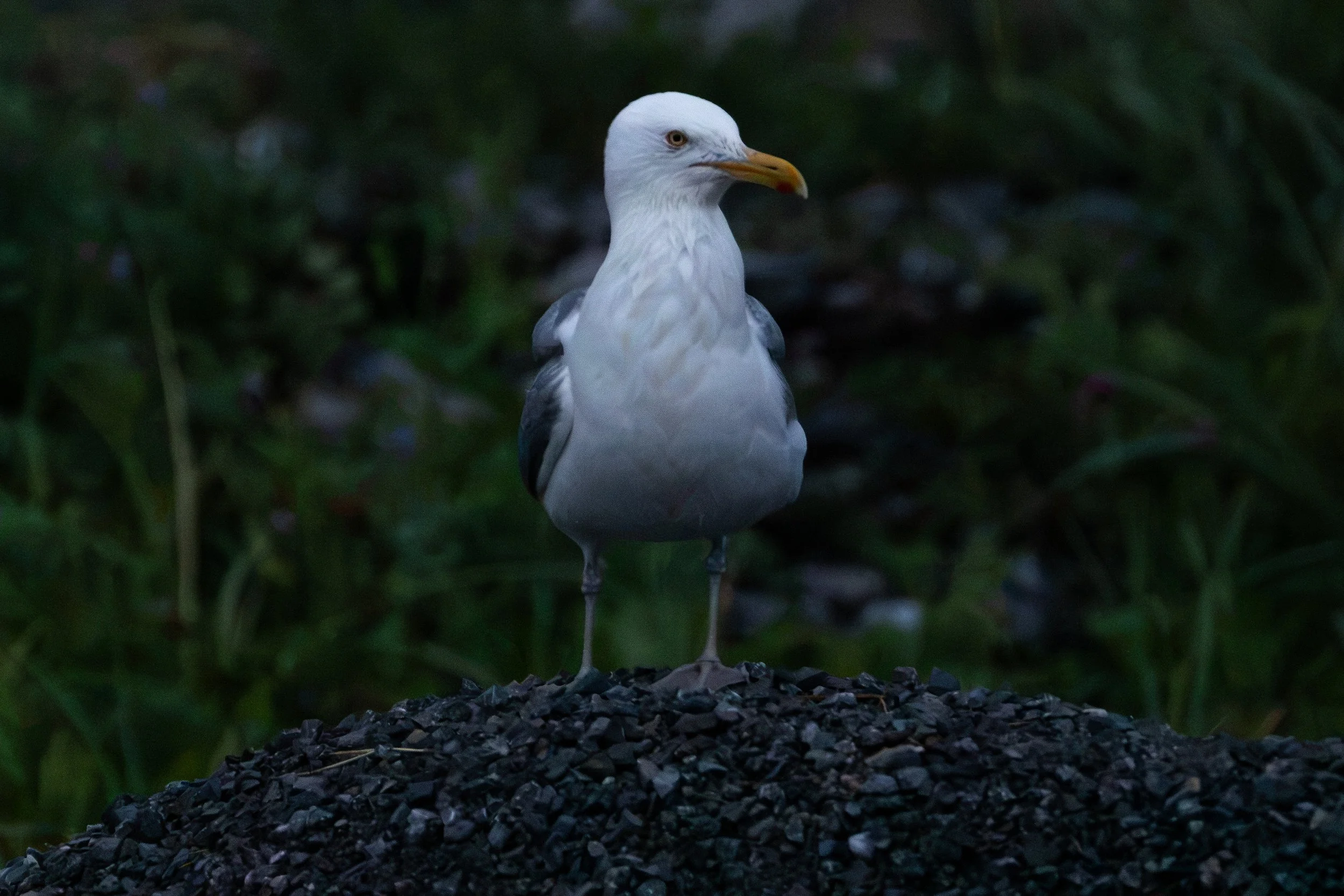 Cow Head, NL, 2026-08-04