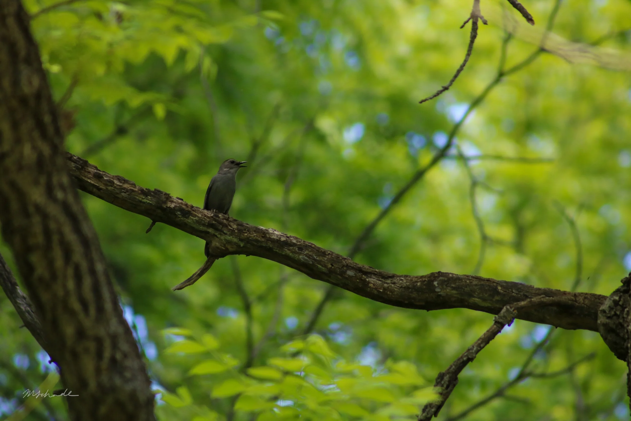 Dunnville, ON, 2026-06-13