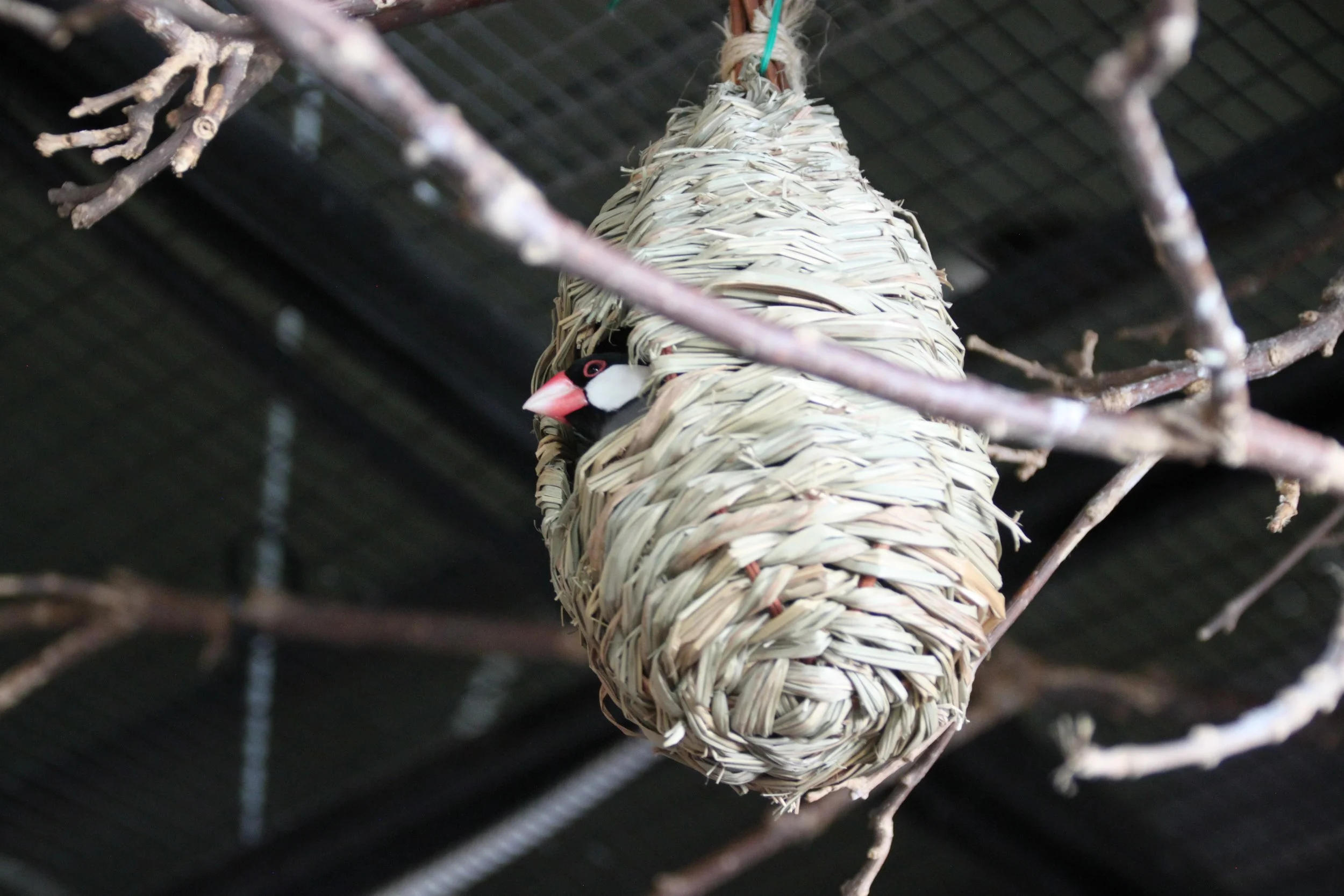 Java Sparrow 2.JPG