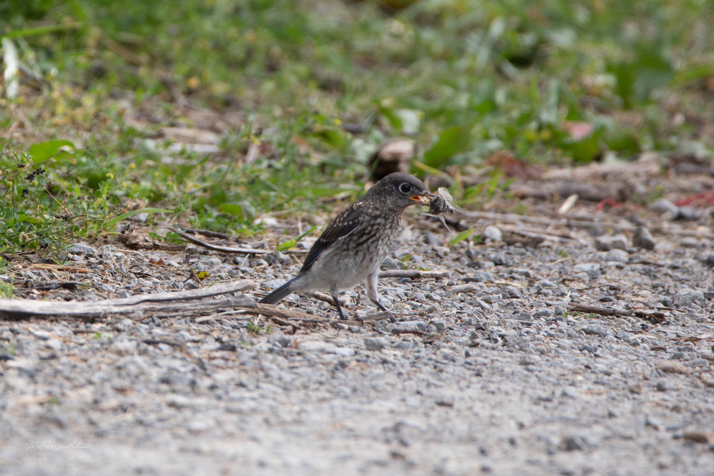 Eastern Bluebird with bug.jpg
