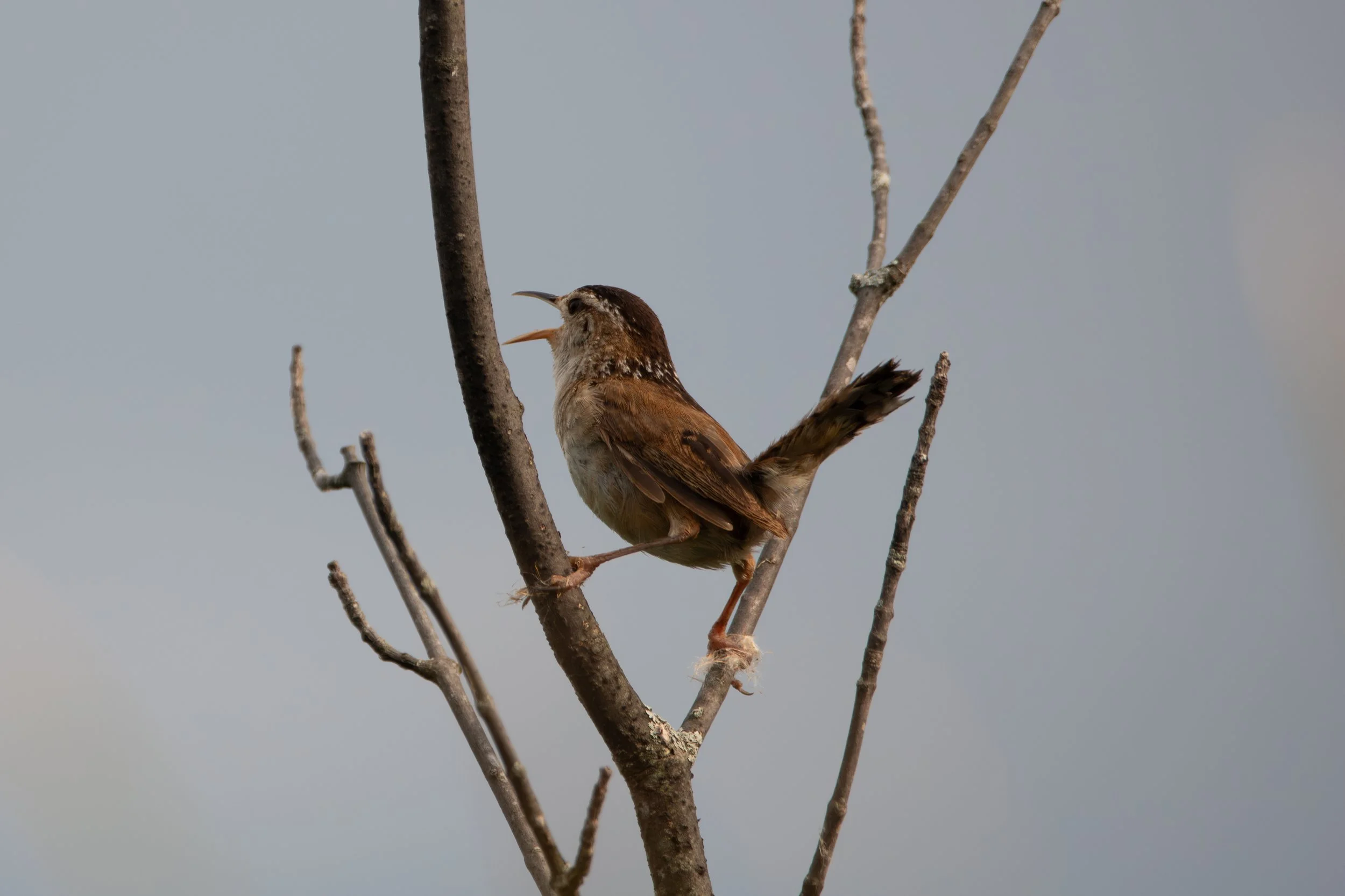 Marsh Wren