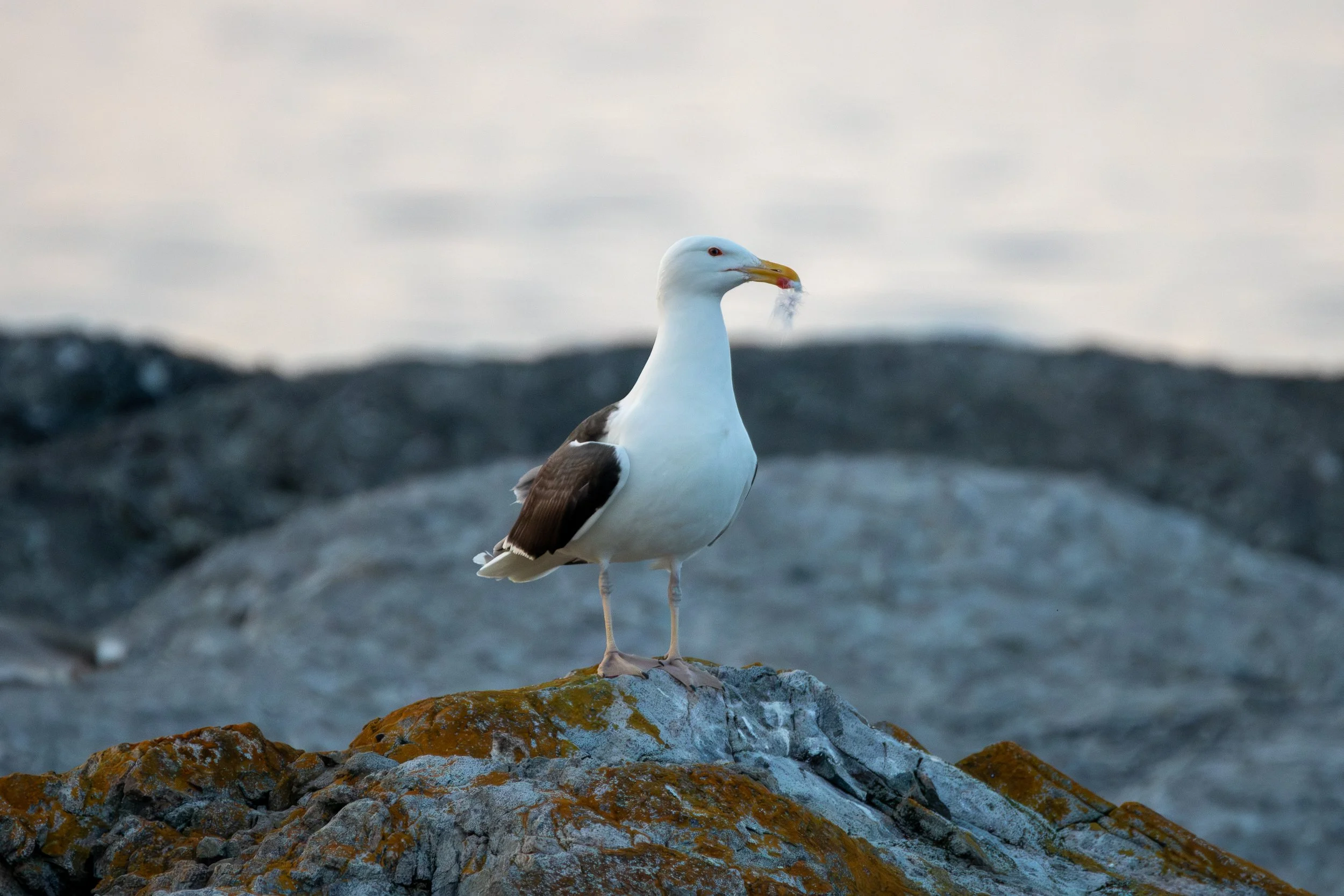 Cow Head, NL, 2026-08-09