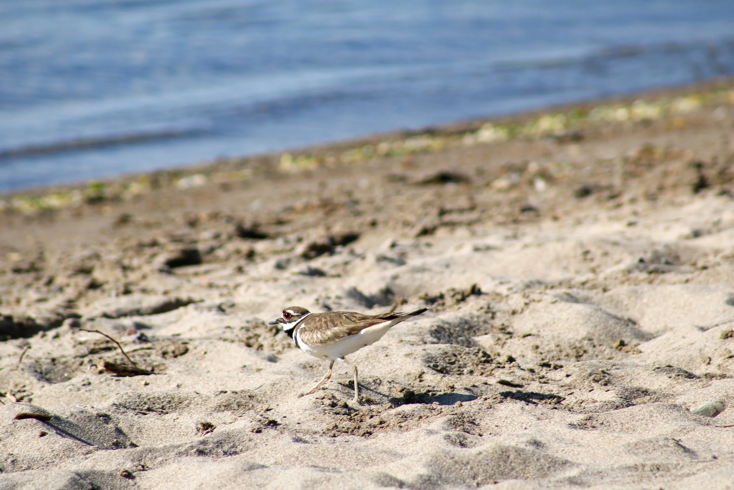 Bronte, ON, 2026-06-13