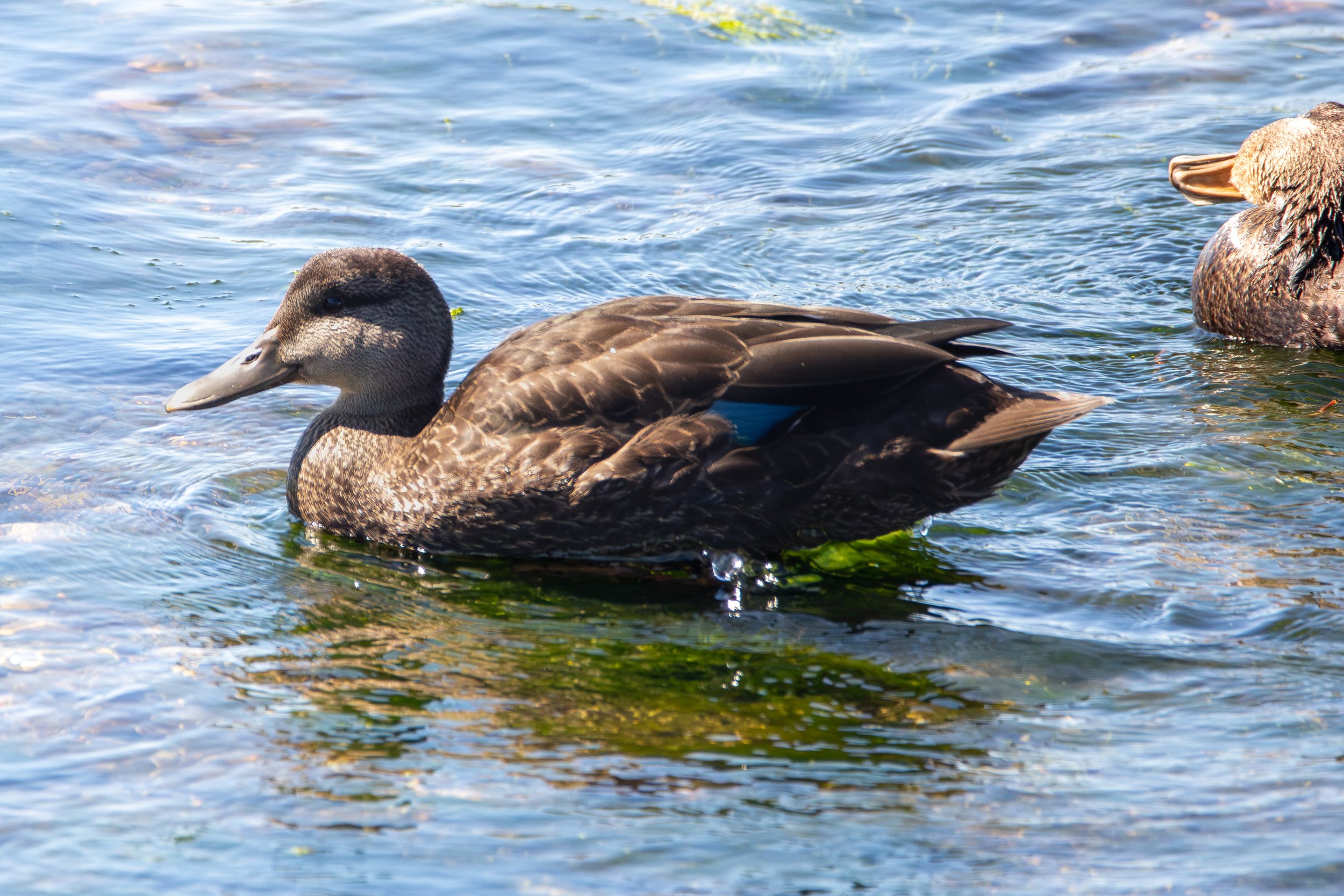 Rocky Harbour, NL, 2026-08-06
