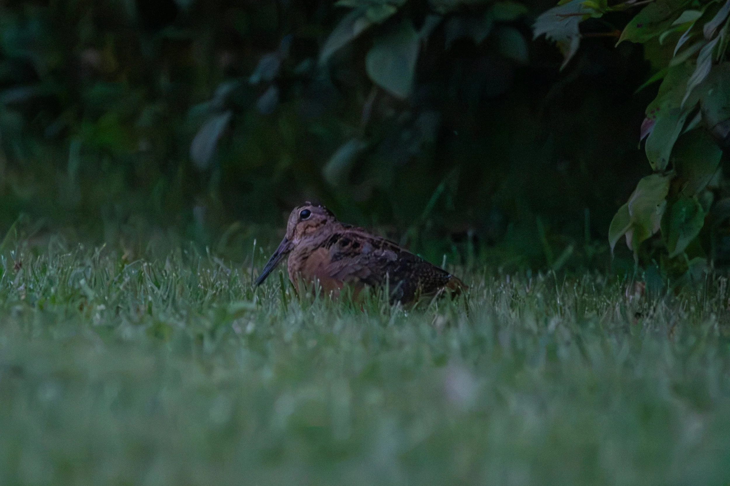 American Woodcock (1).jpg