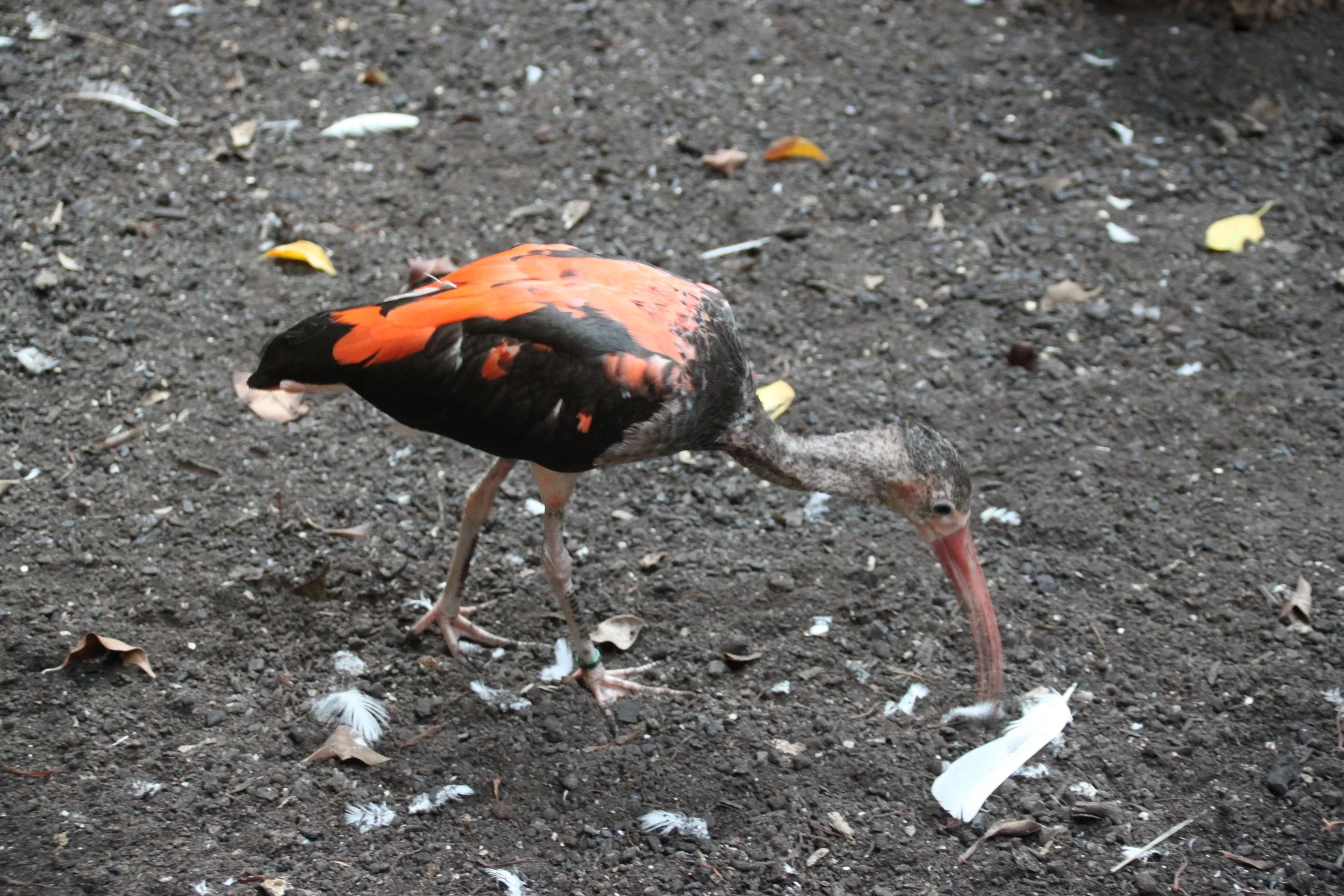 Scarlet Ibis 2.JPG