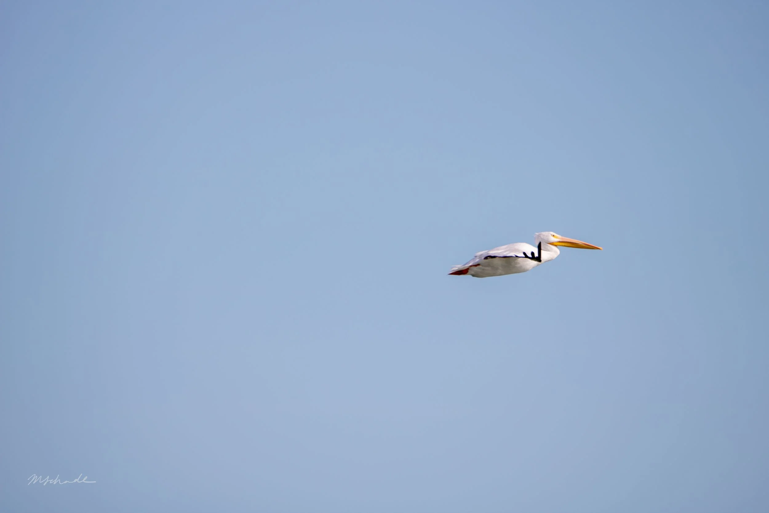 Pelee Island, ON, 2026-09-18