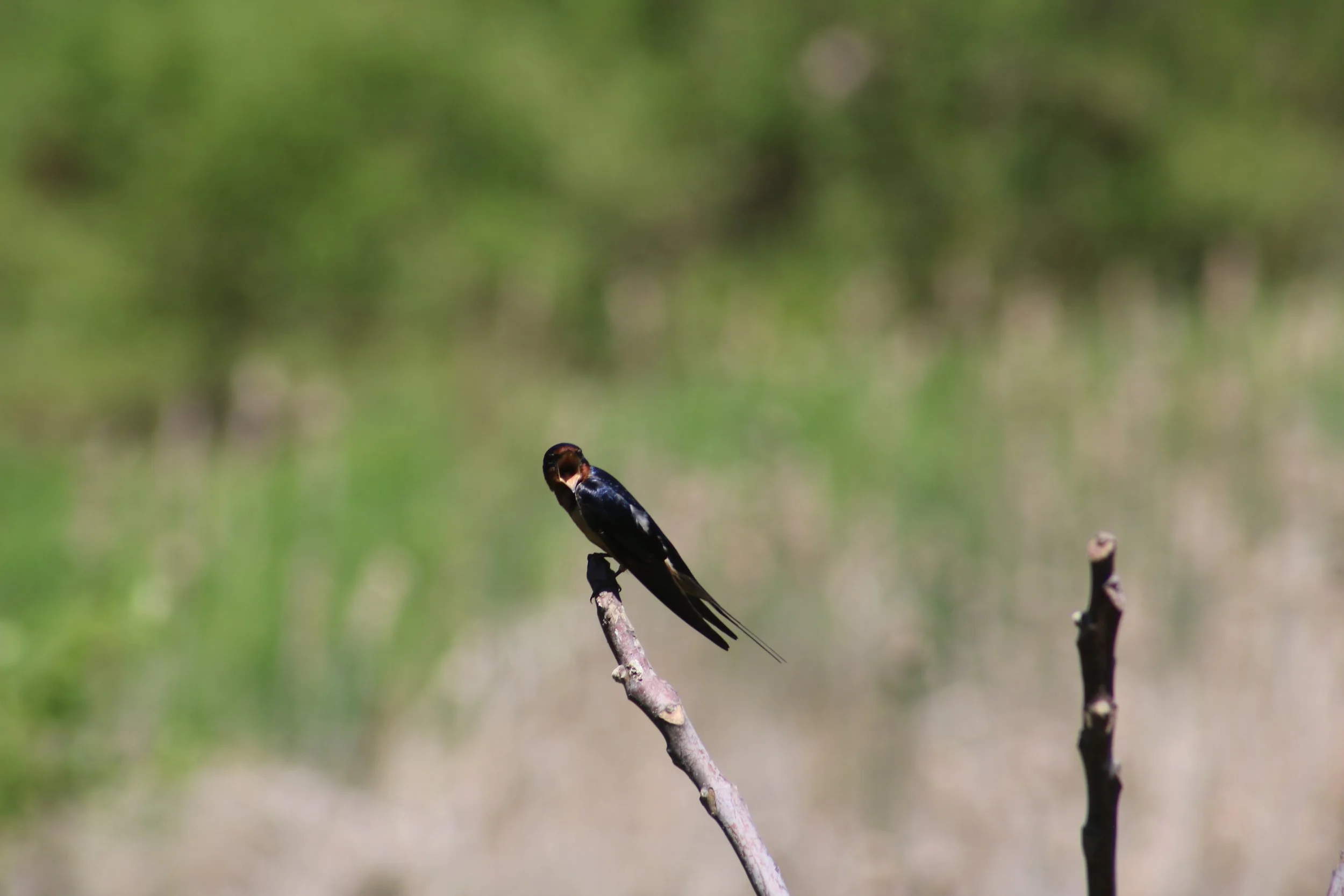 Barn Swallow