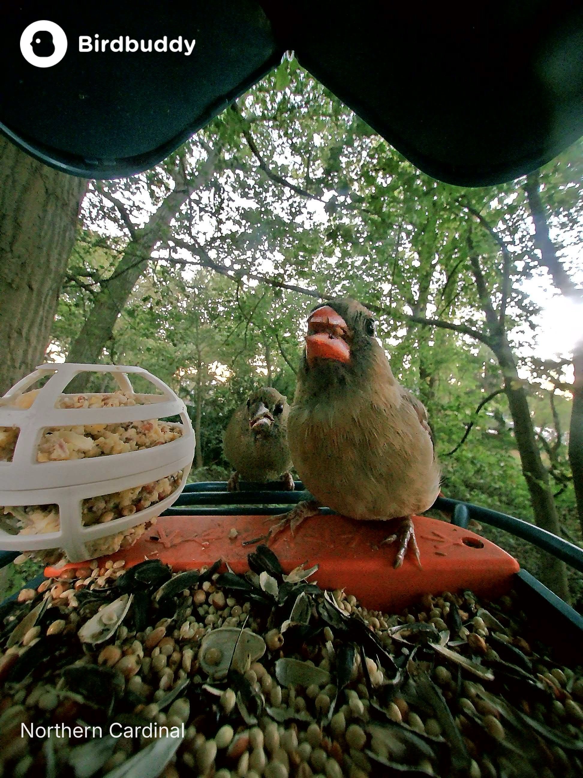 Northern Cardinal Mom and Son.JPG